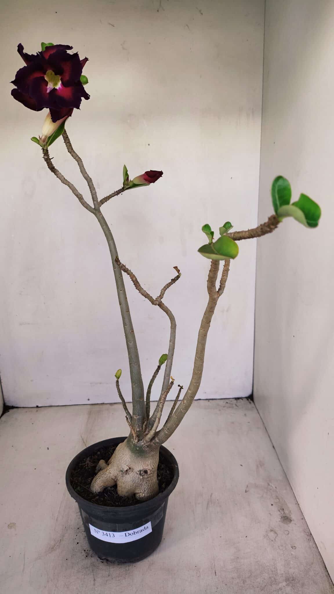 Planta Dobrada 3413 – 40cm – 04 anos - foto 2