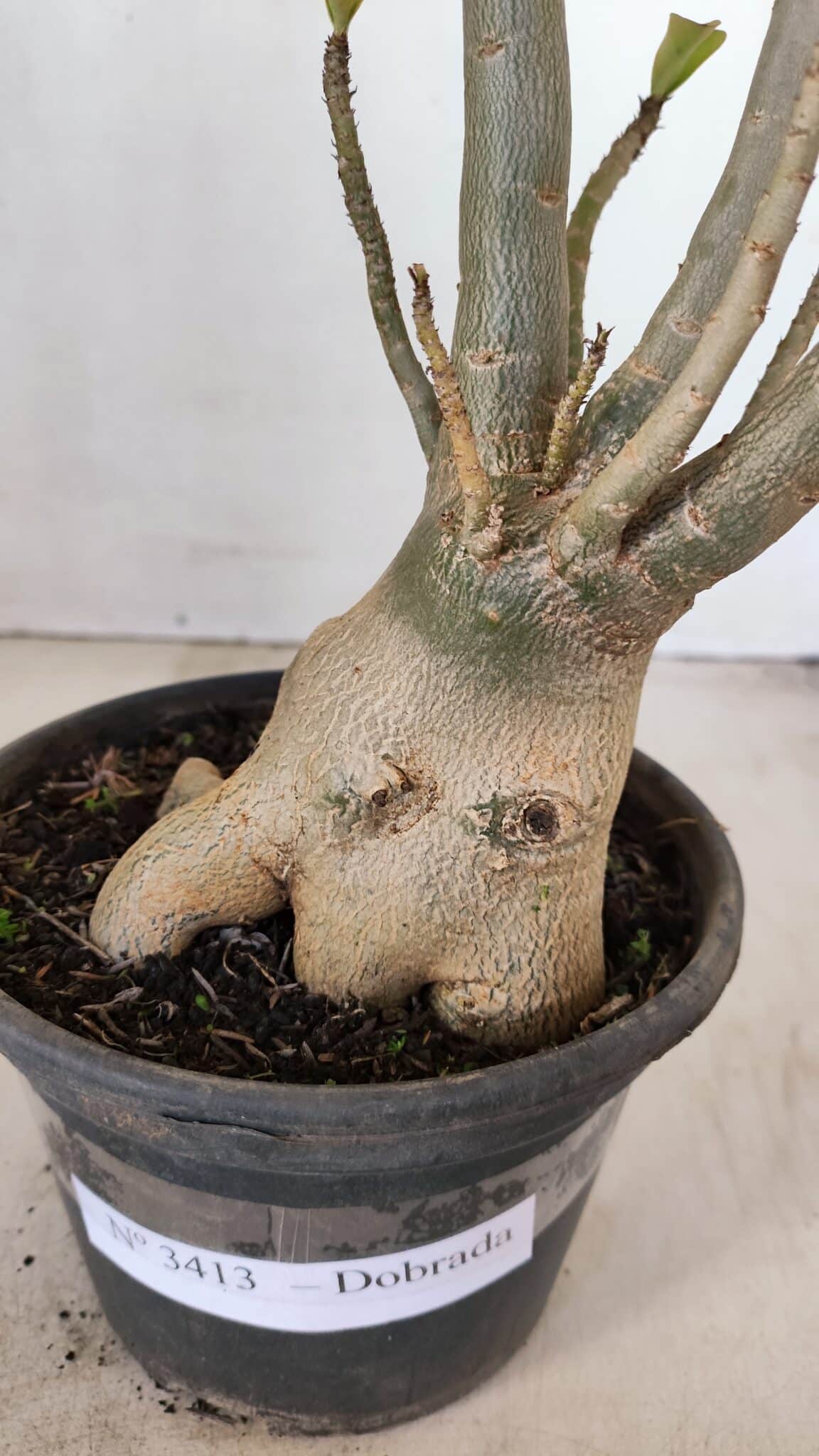 Planta Dobrada 3413 – 40cm – 04 anos - foto 4