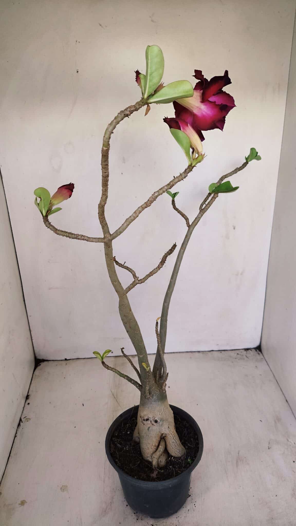 Planta Dobrada 3413 – 40cm – 04 anos - foto 6
