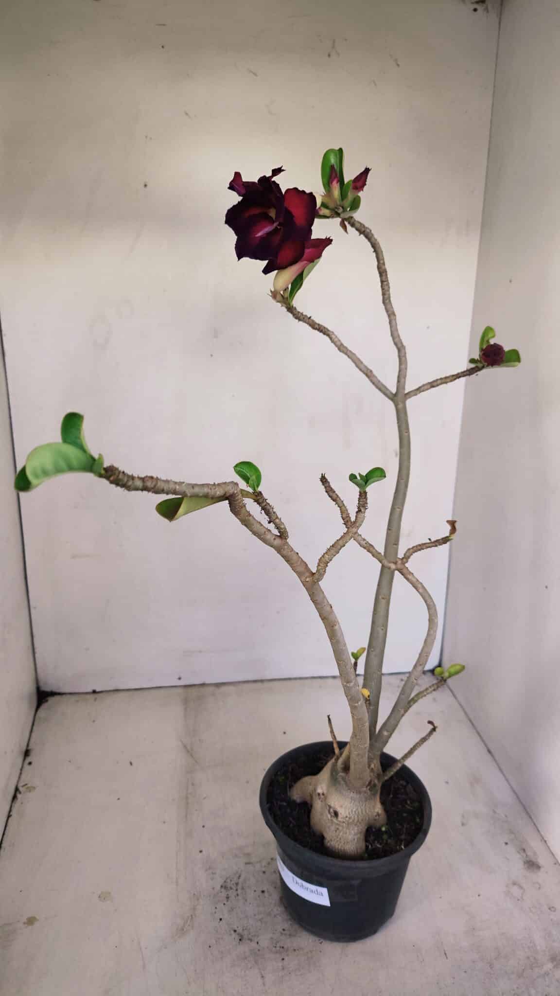 Planta Dobrada 3413 – 40cm – 04 anos - foto 5