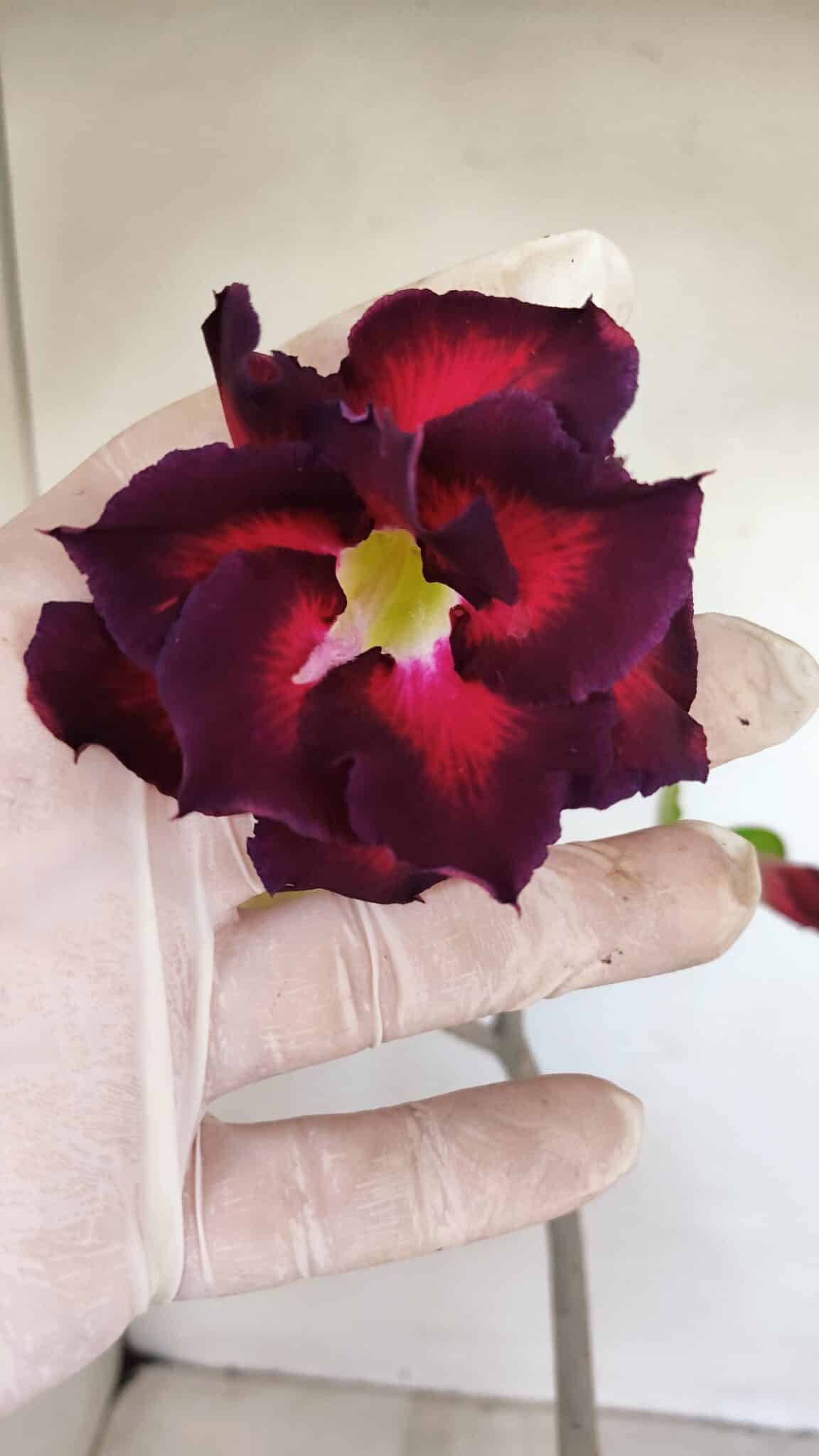 Planta Dobrada 3413 – 40cm – 04 anos - foto 3