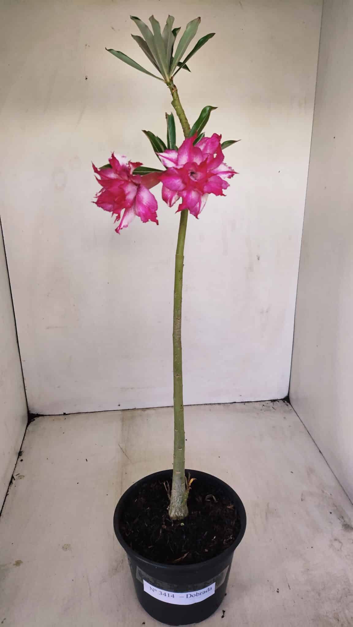 Planta Dobrada 3414 – 35cm – 03 anos - foto 2