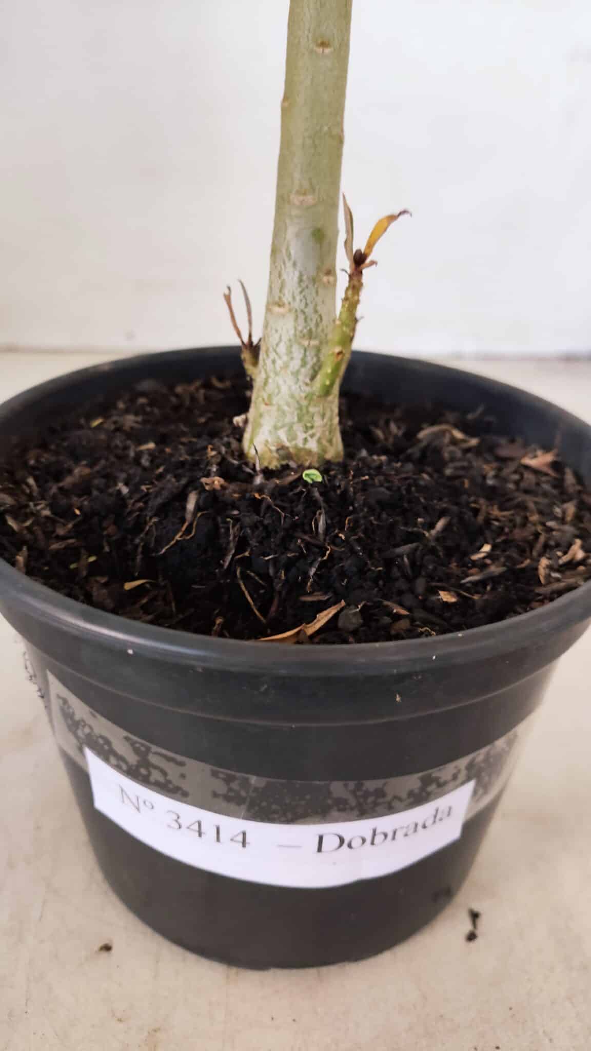 Planta Dobrada 3414 – 35cm – 03 anos - foto 9