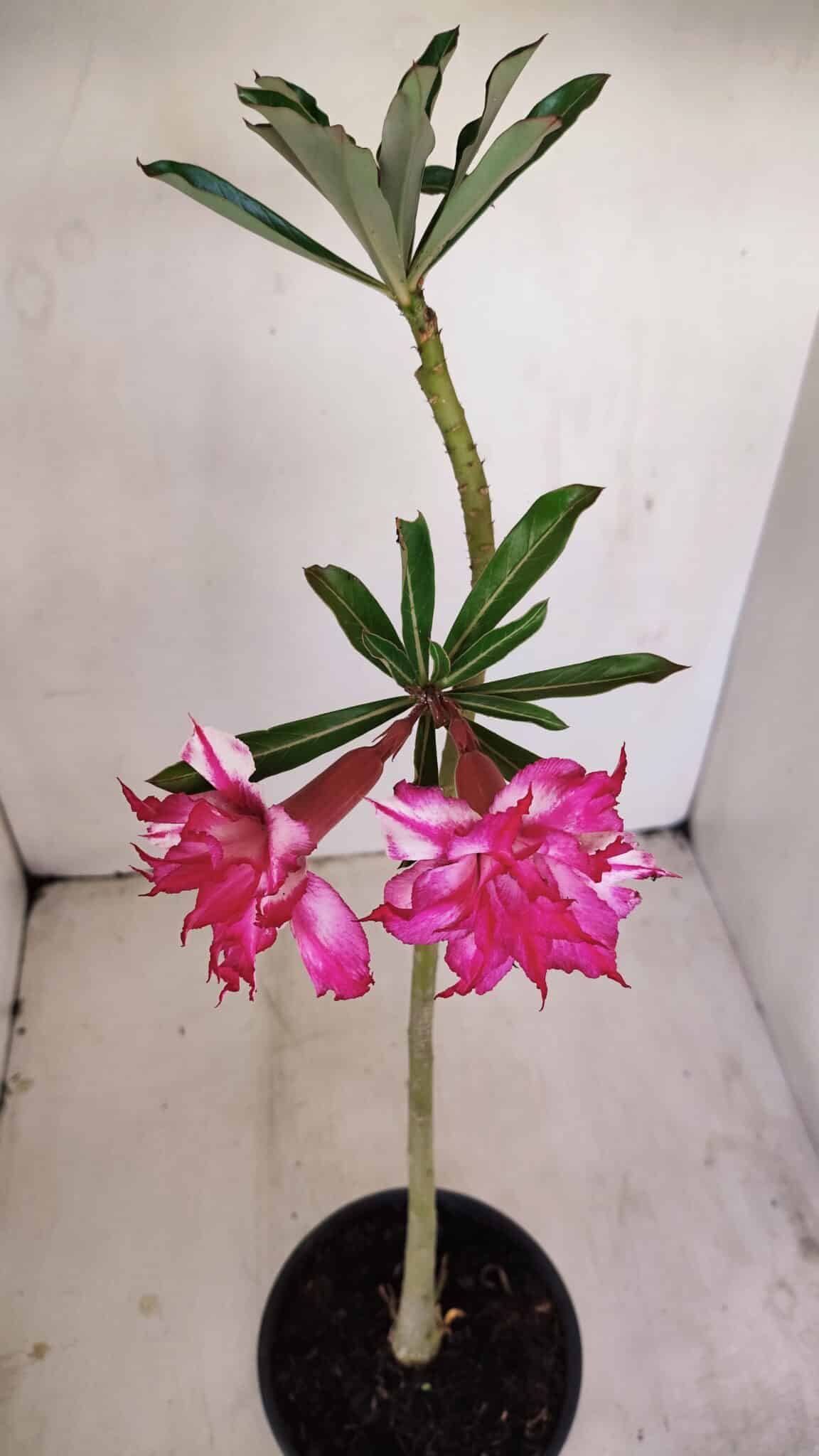 Planta Dobrada 3414 – 35cm – 03 anos - foto 6