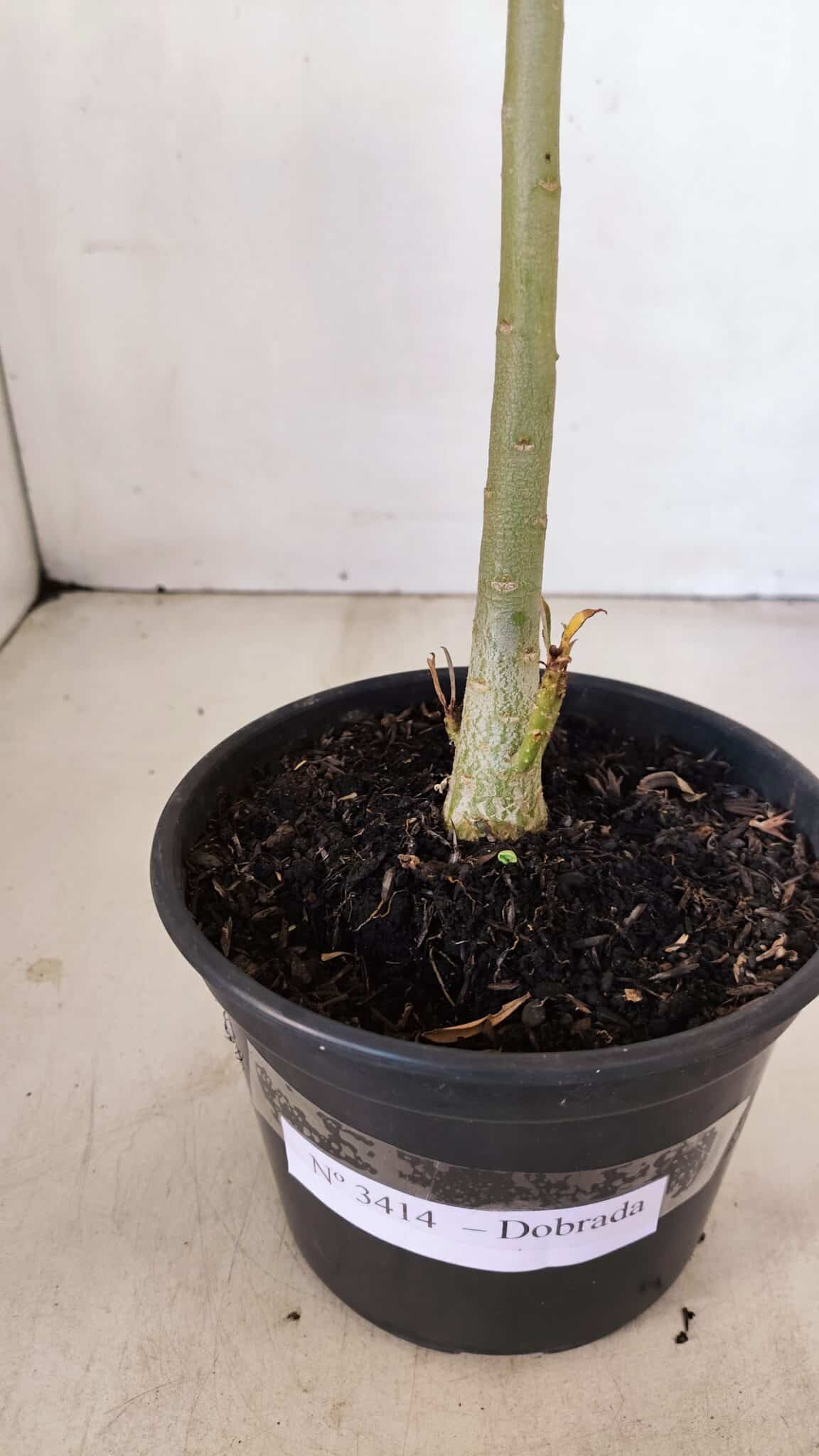 Planta Dobrada 3414 – 35cm – 03 anos - foto 8