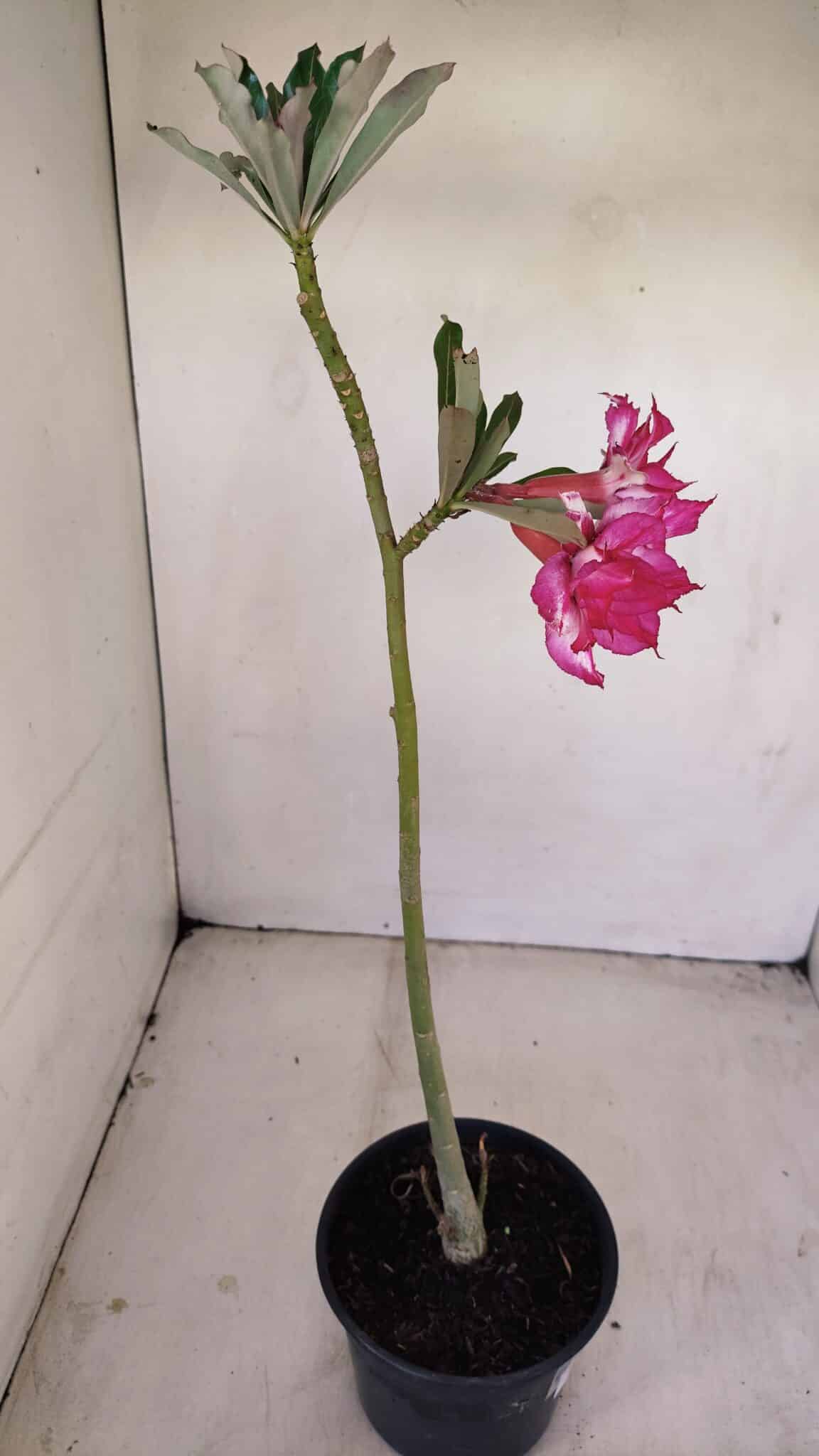Planta Dobrada 3414 – 35cm – 03 anos - foto 7
