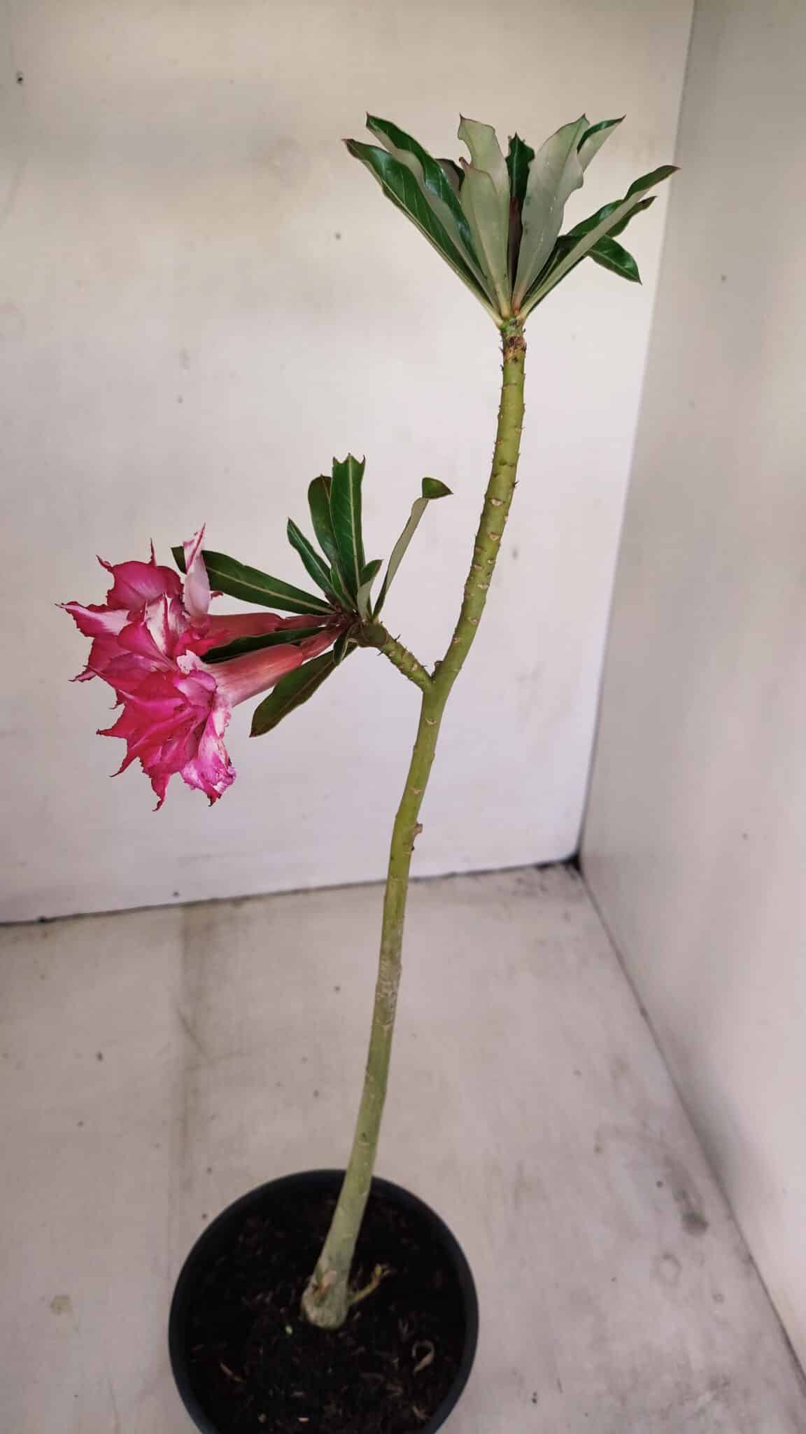 Planta Dobrada 3414 – 35cm – 03 anos - foto 5