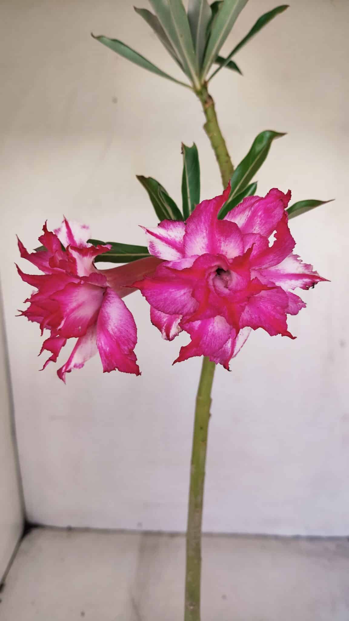 Planta Dobrada 3414 – 35cm – 03 anos - foto 3