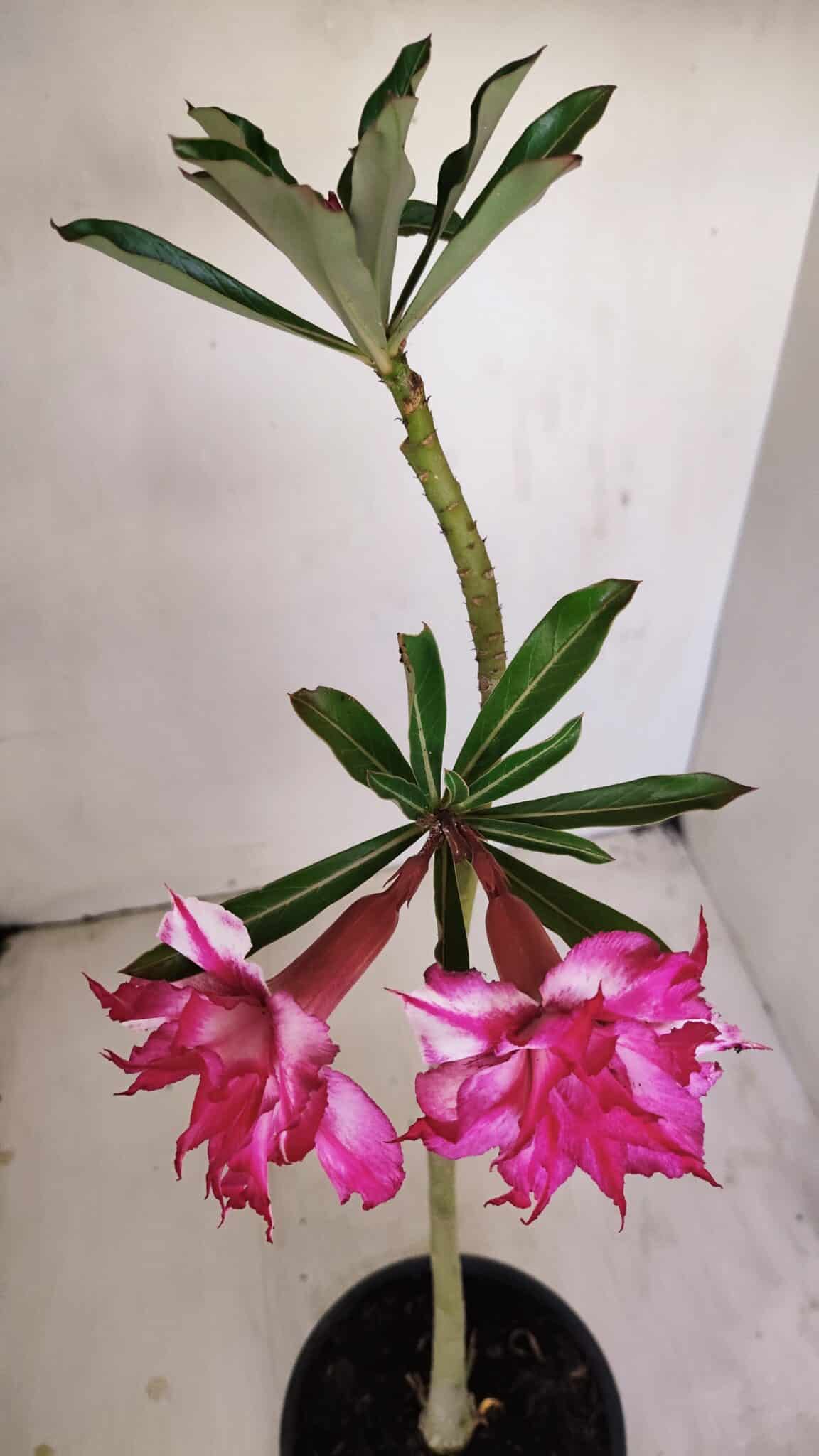 Planta Dobrada 3414 – 35cm – 03 anos - foto 4