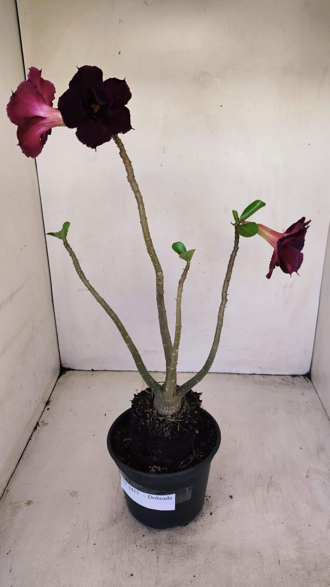 Planta Dobrada 3415 – 35cm – 03 anos - foto 2