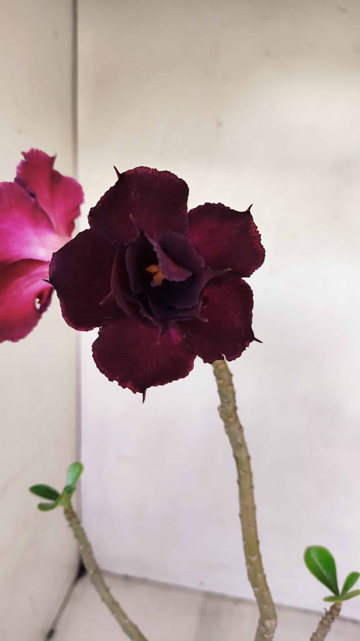 Planta Dobrada 3415 – 35cm – 03 anos - foto 3