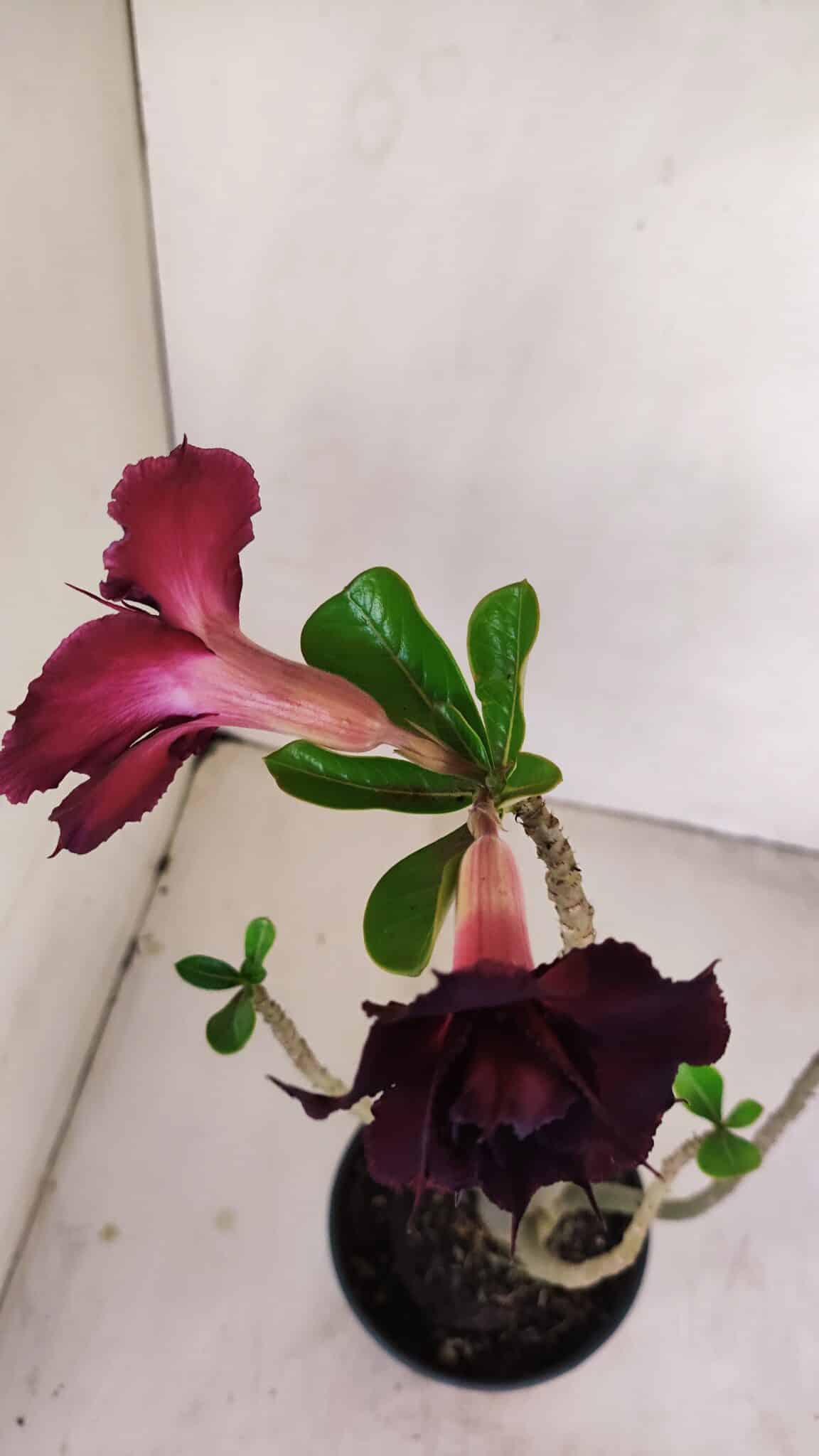 Planta Dobrada 3415 – 35cm – 03 anos - foto 4