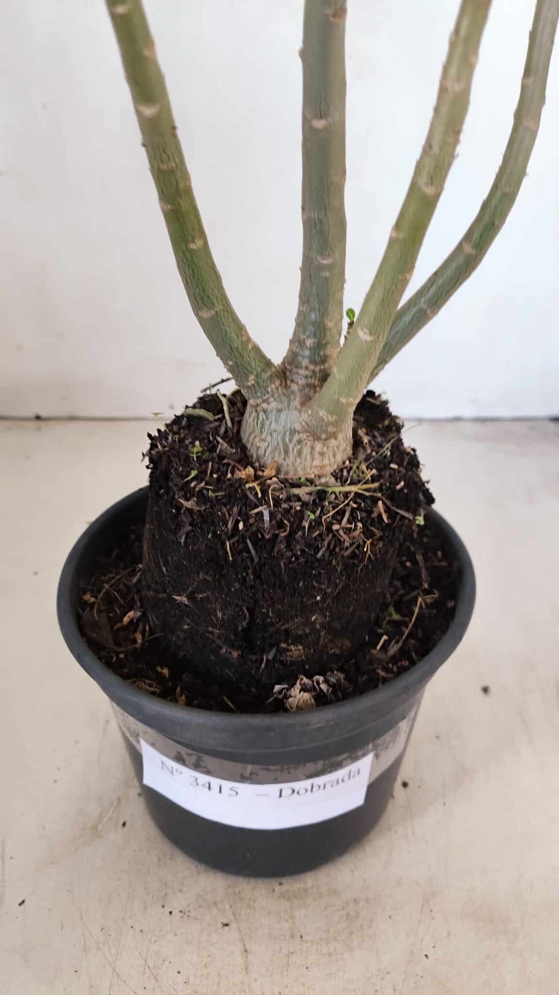 Planta Dobrada 3415 – 35cm – 03 anos - foto 7