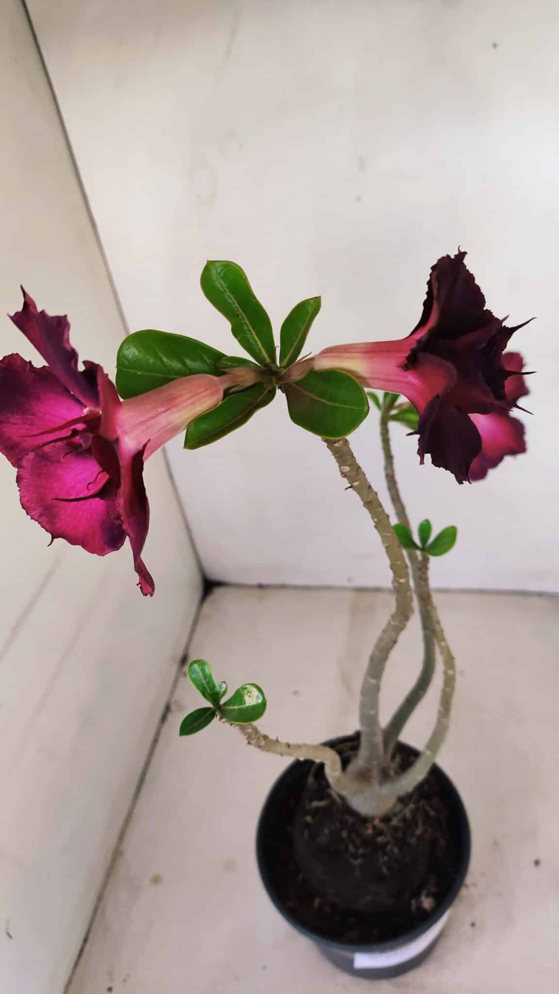 Planta Dobrada 3415 – 35cm – 03 anos - foto 6