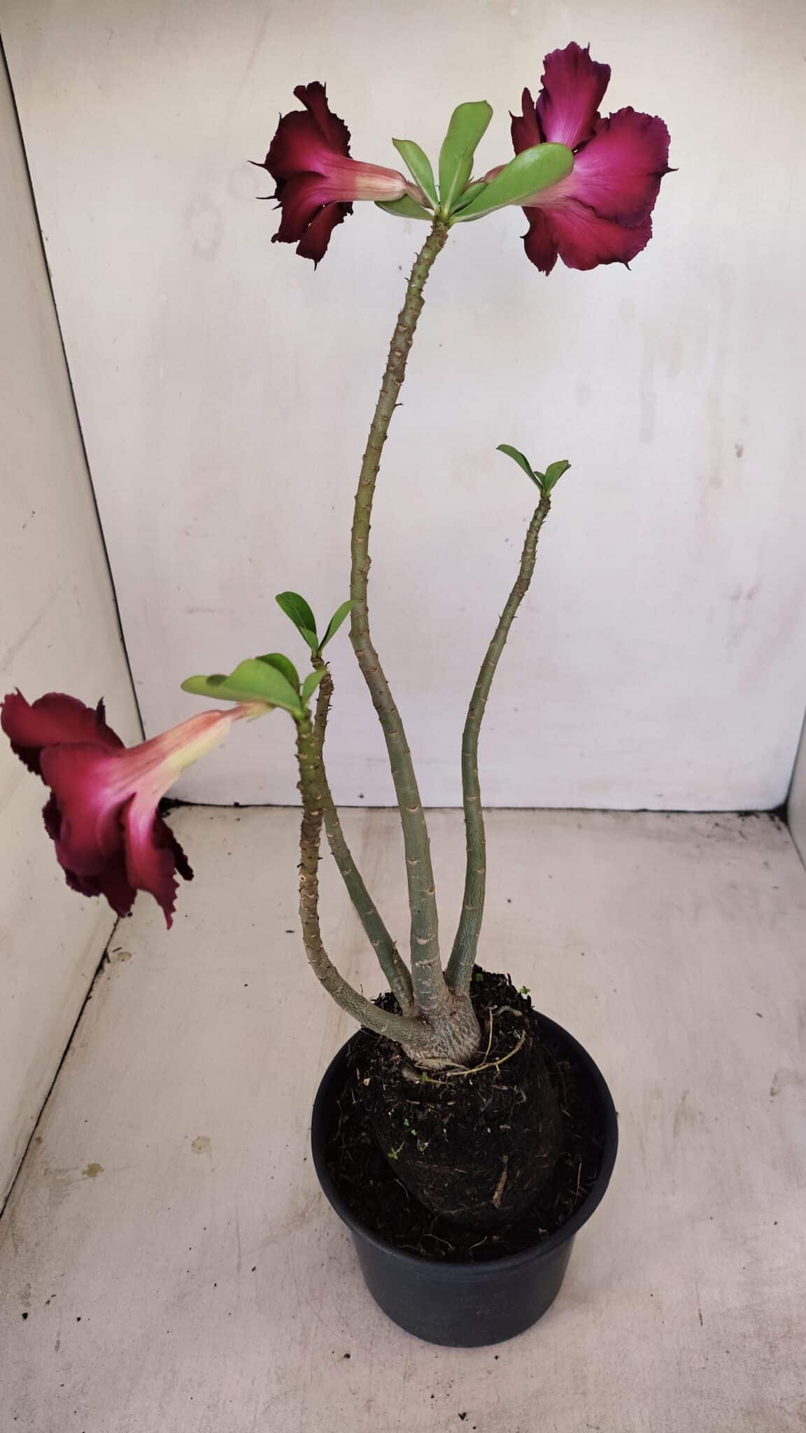 Planta Dobrada 3415 – 35cm – 03 anos - foto 5