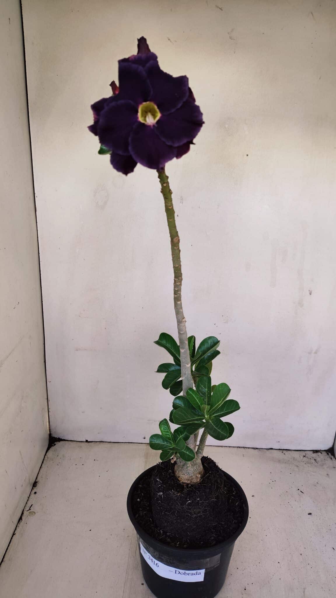 Planta Dobrada 3416 – 35cm – 03 anos - foto 2