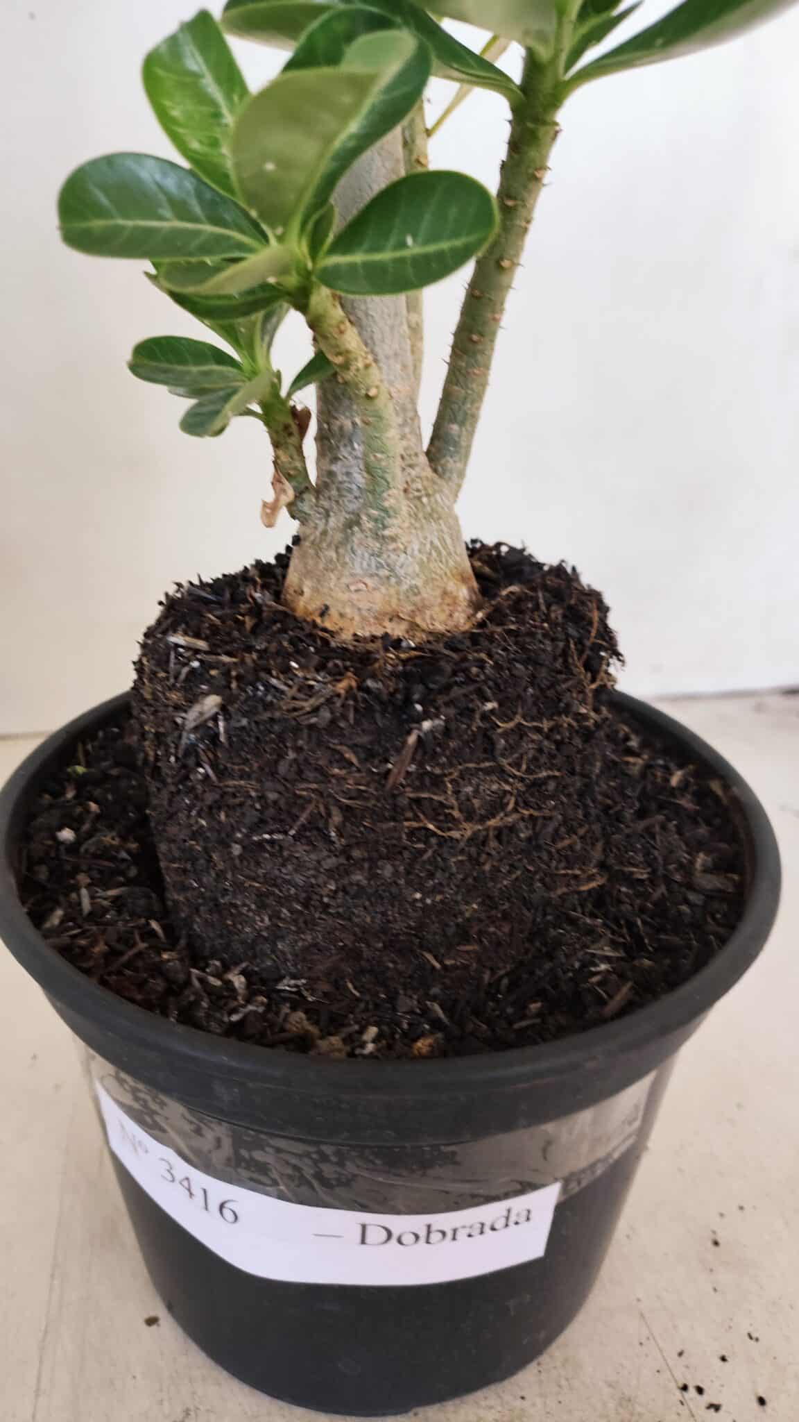 Planta Dobrada 3416 – 35cm – 03 anos - foto 7
