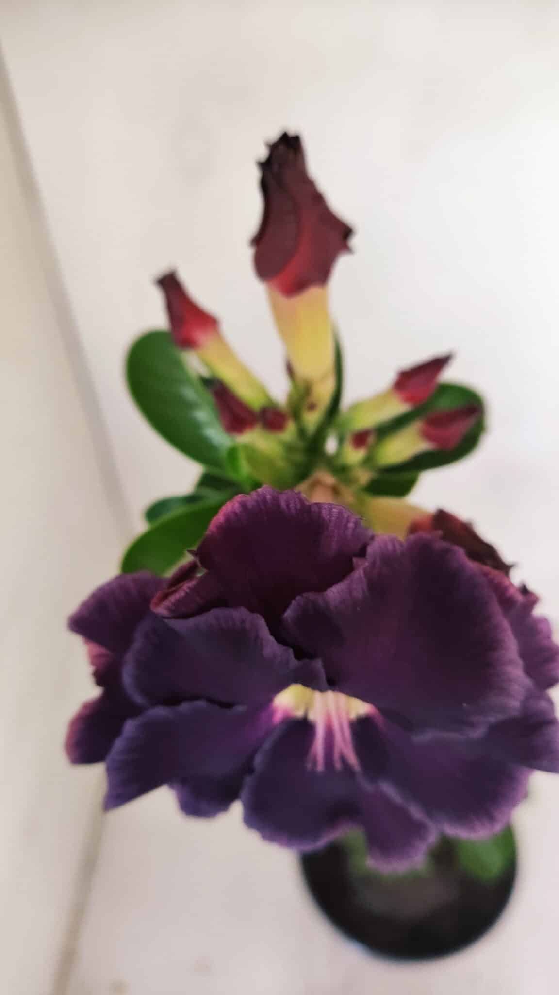 Planta Dobrada 3416 – 35cm – 03 anos - foto 4