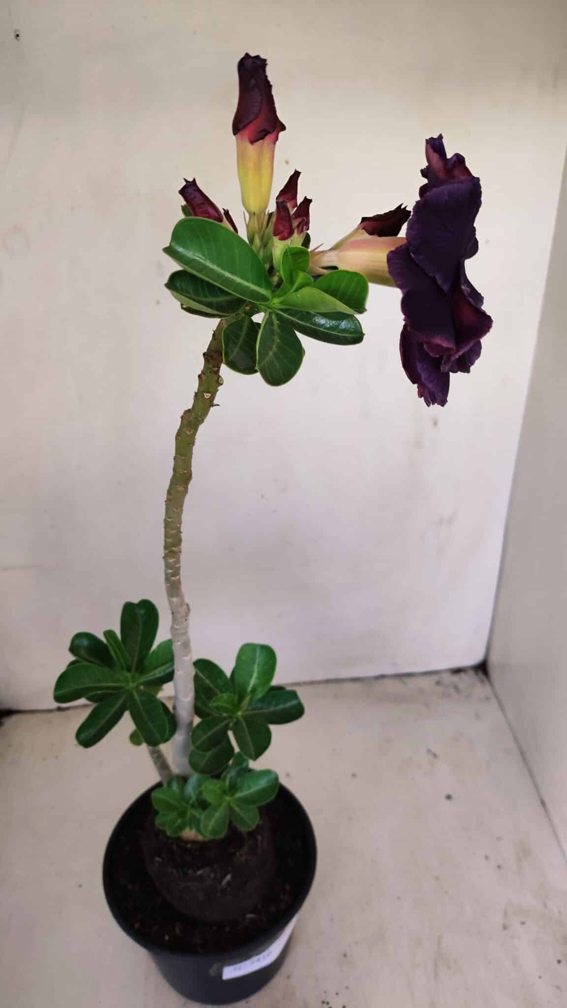 Planta Dobrada 3416 – 35cm – 03 anos - foto 5