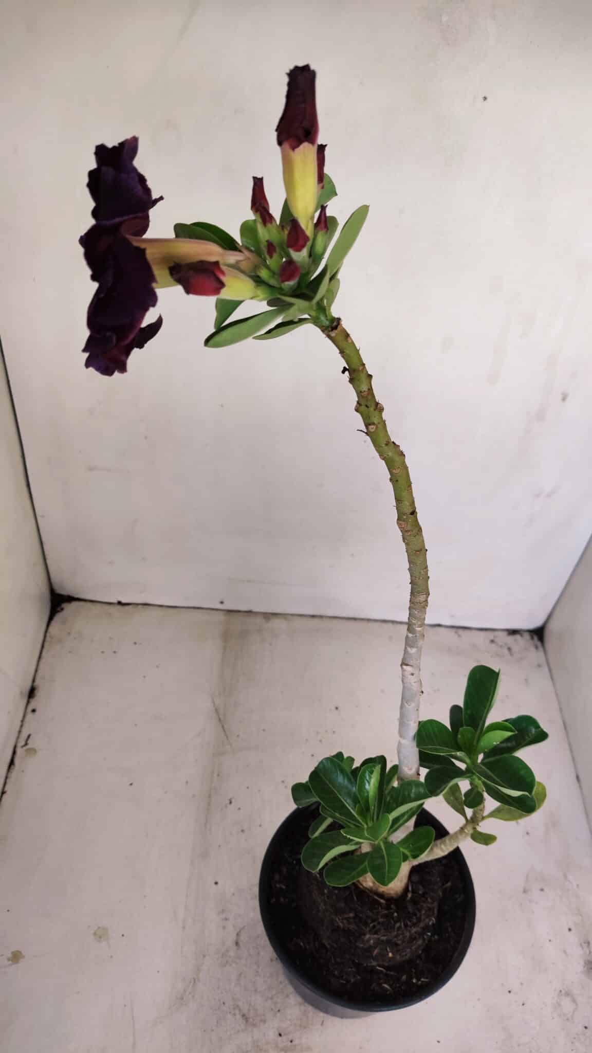 Planta Dobrada 3416 – 35cm – 03 anos - foto 6