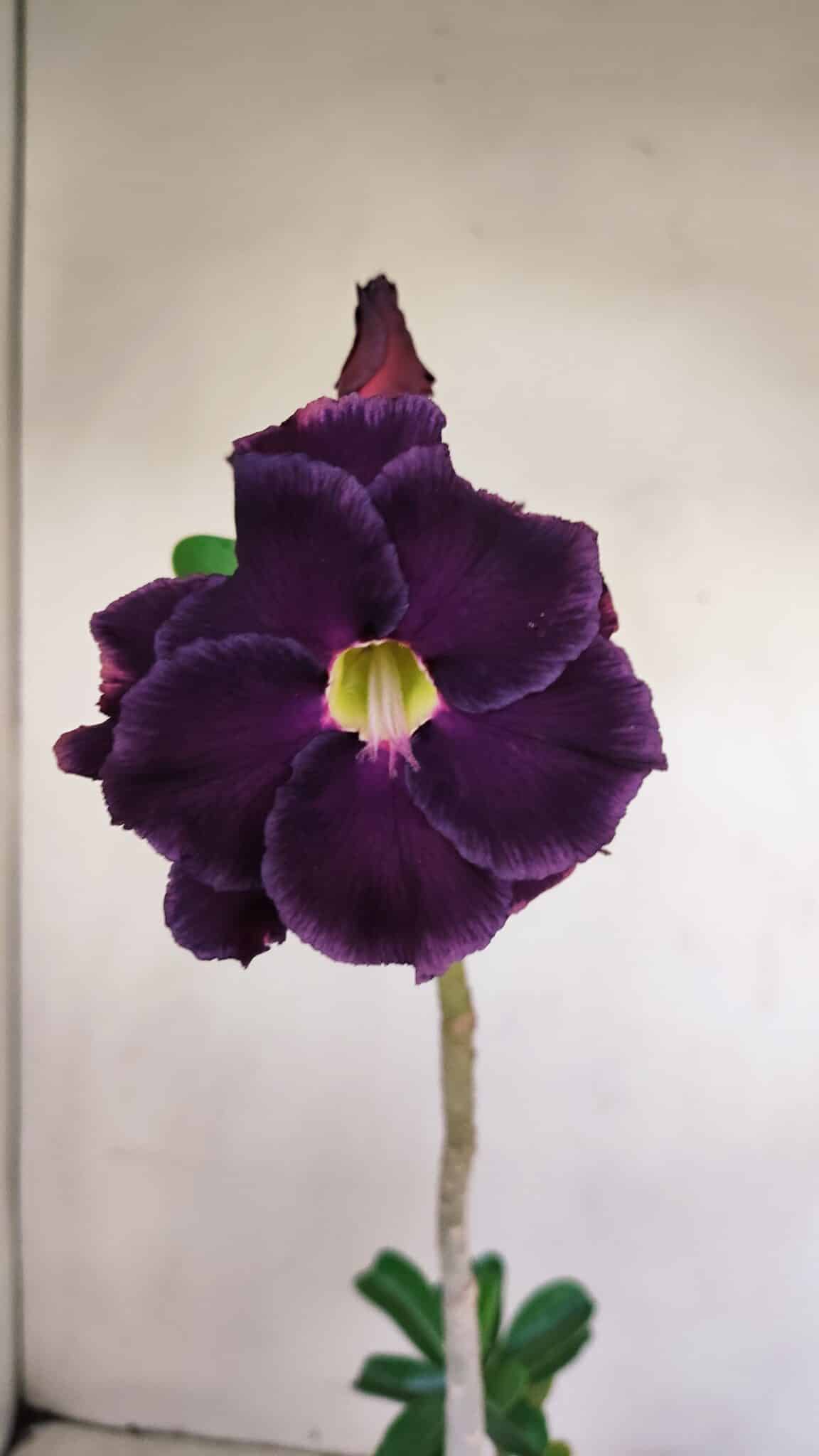 Planta Dobrada 3416 – 35cm – 03 anos - foto 3