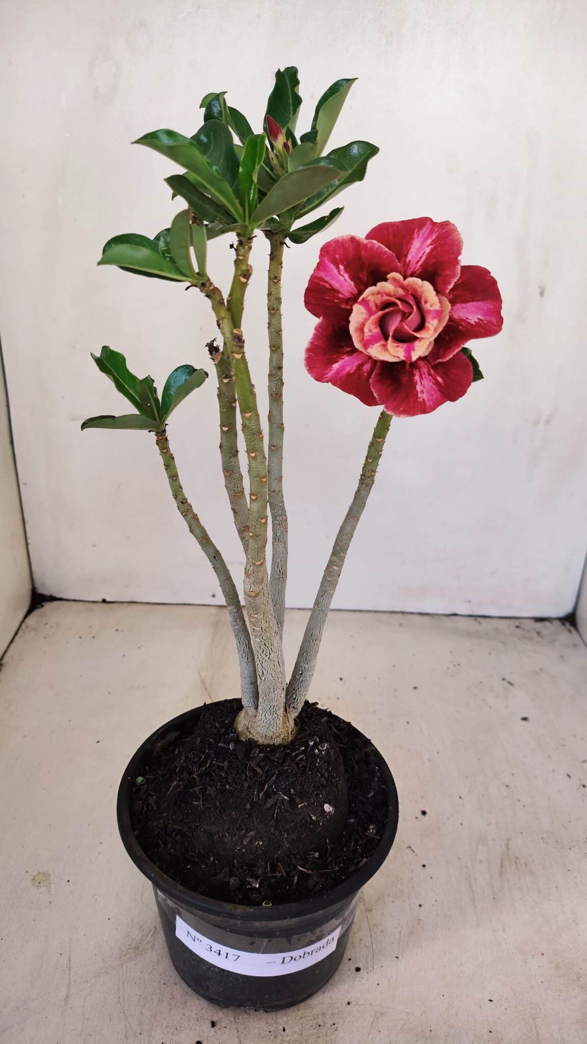 Planta Dobrada 3417 – 35cm – 03 anos - foto 2