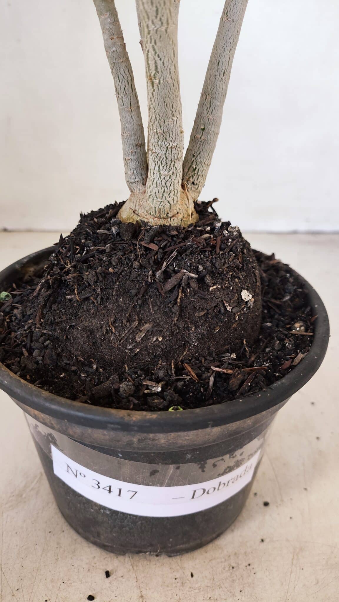 Planta Dobrada 3417 – 35cm – 03 anos - foto 7