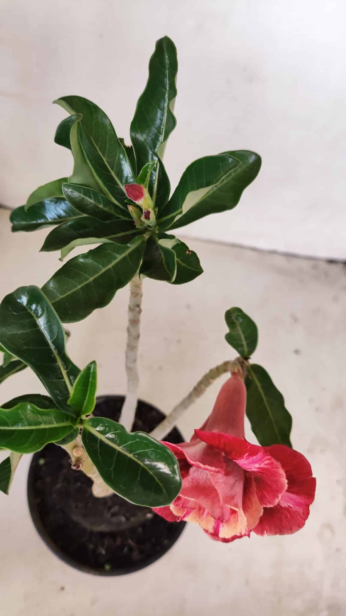 Planta Dobrada 3417 – 35cm – 03 anos - foto 6