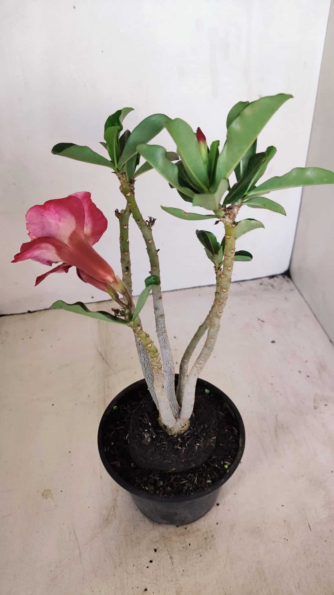 Planta Dobrada 3417 – 35cm – 03 anos - foto 5
