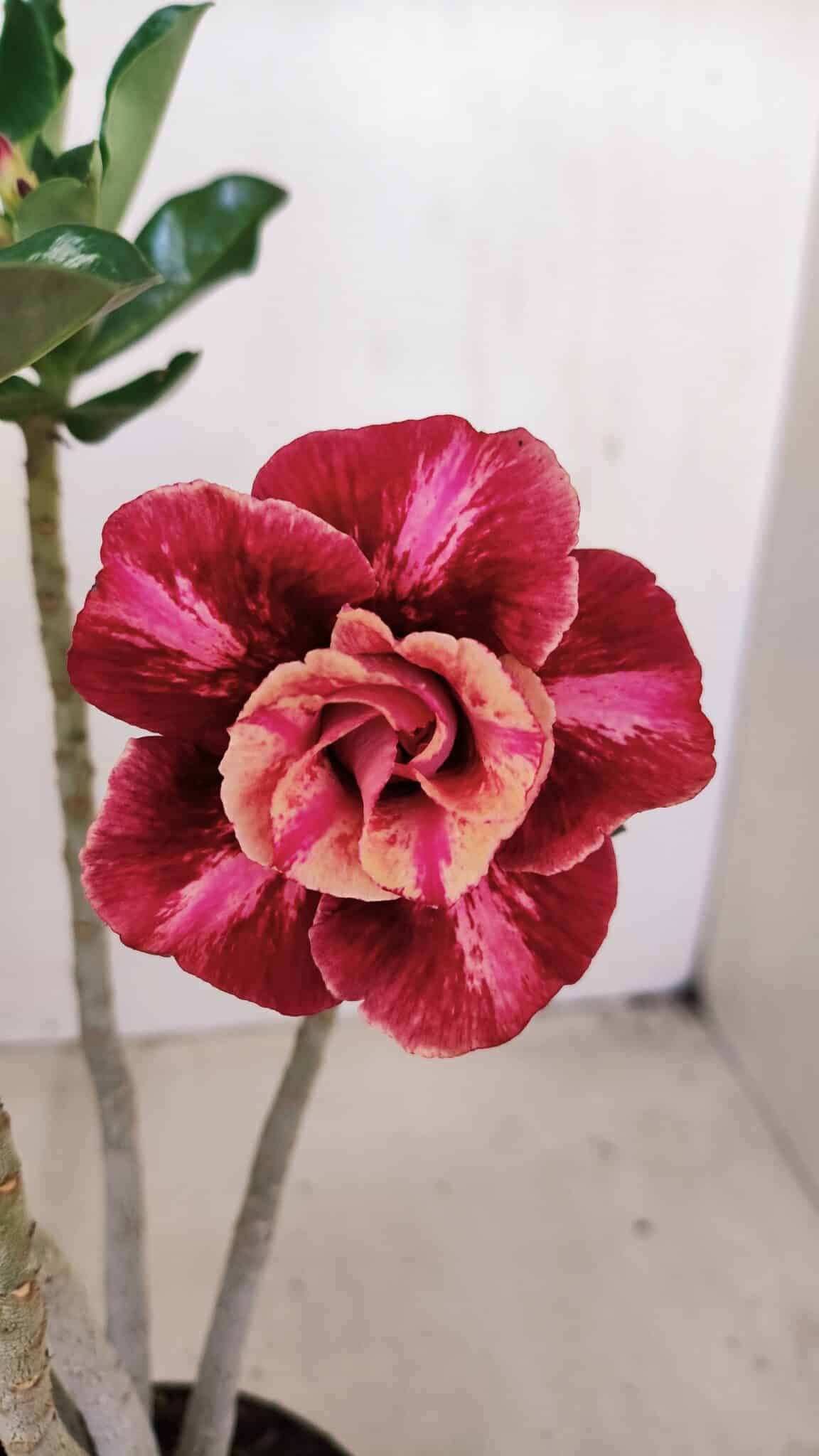 Planta Dobrada 3417 – 35cm – 03 anos - foto 3