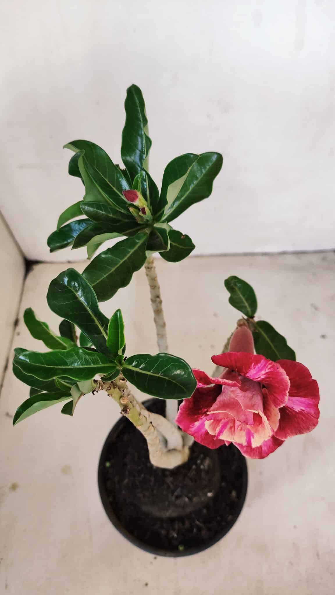 Planta Dobrada 3417 – 35cm – 03 anos - foto 4