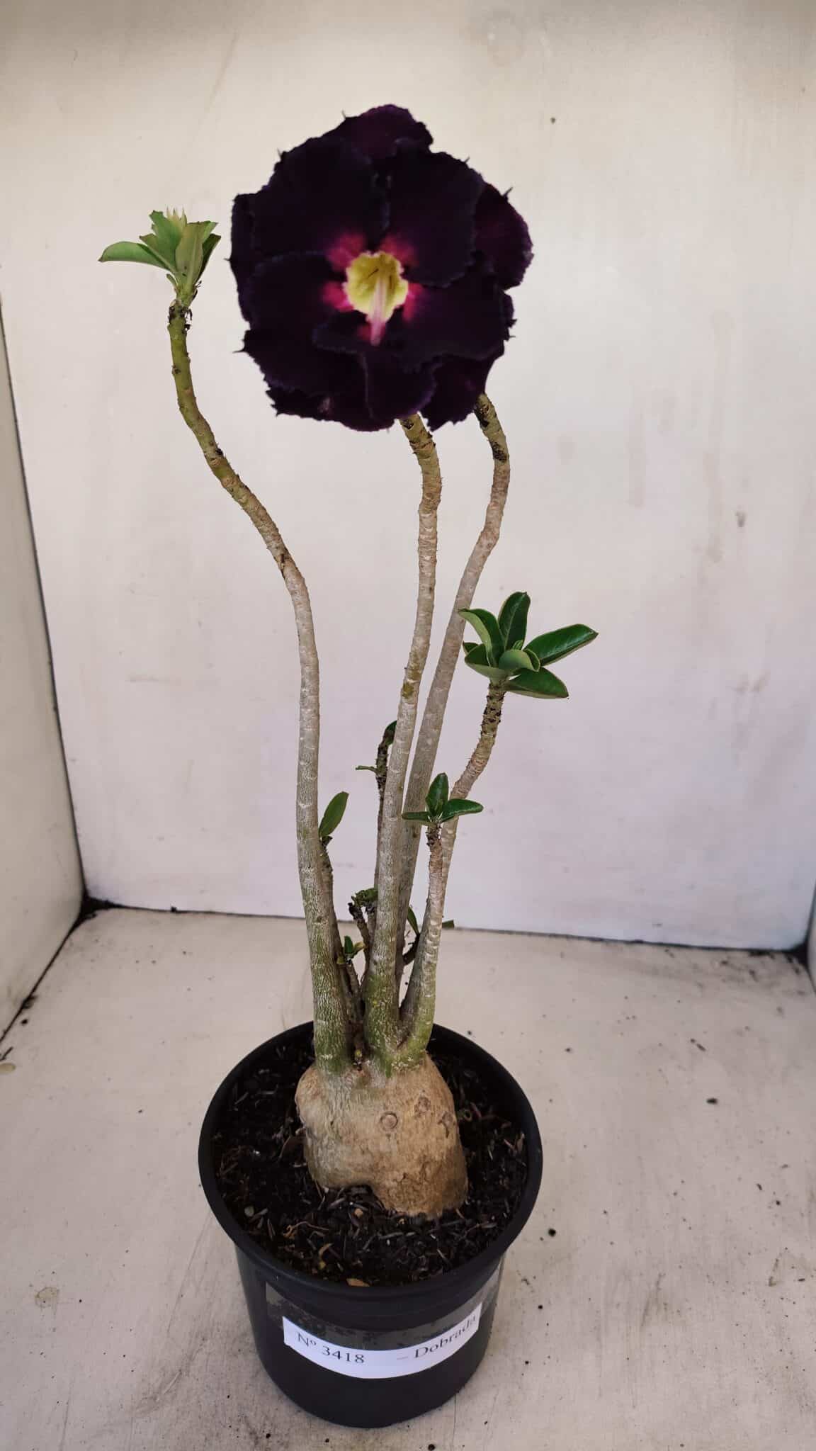 Planta Dobrada 3418 – 40cm – 04 anos - foto 2