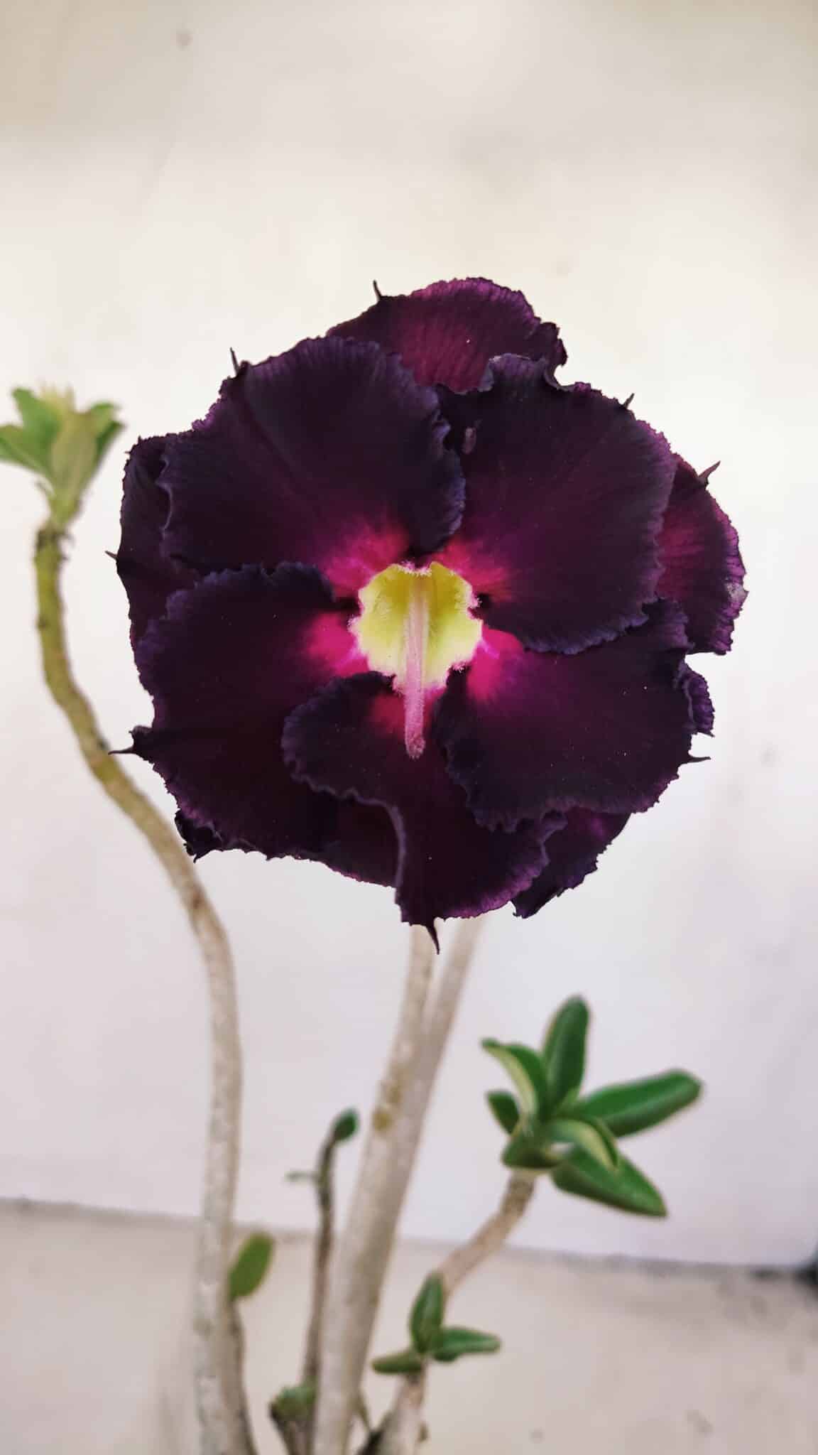 Planta Dobrada 3418 – 40cm – 04 anos - foto 3