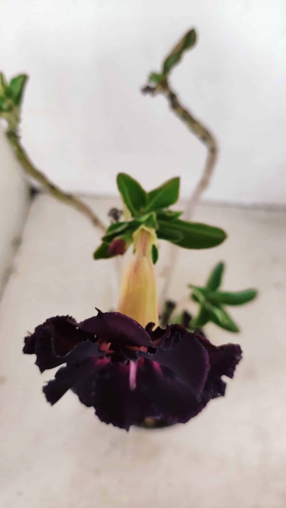 Planta Dobrada 3418 – 40cm – 04 anos - foto 4