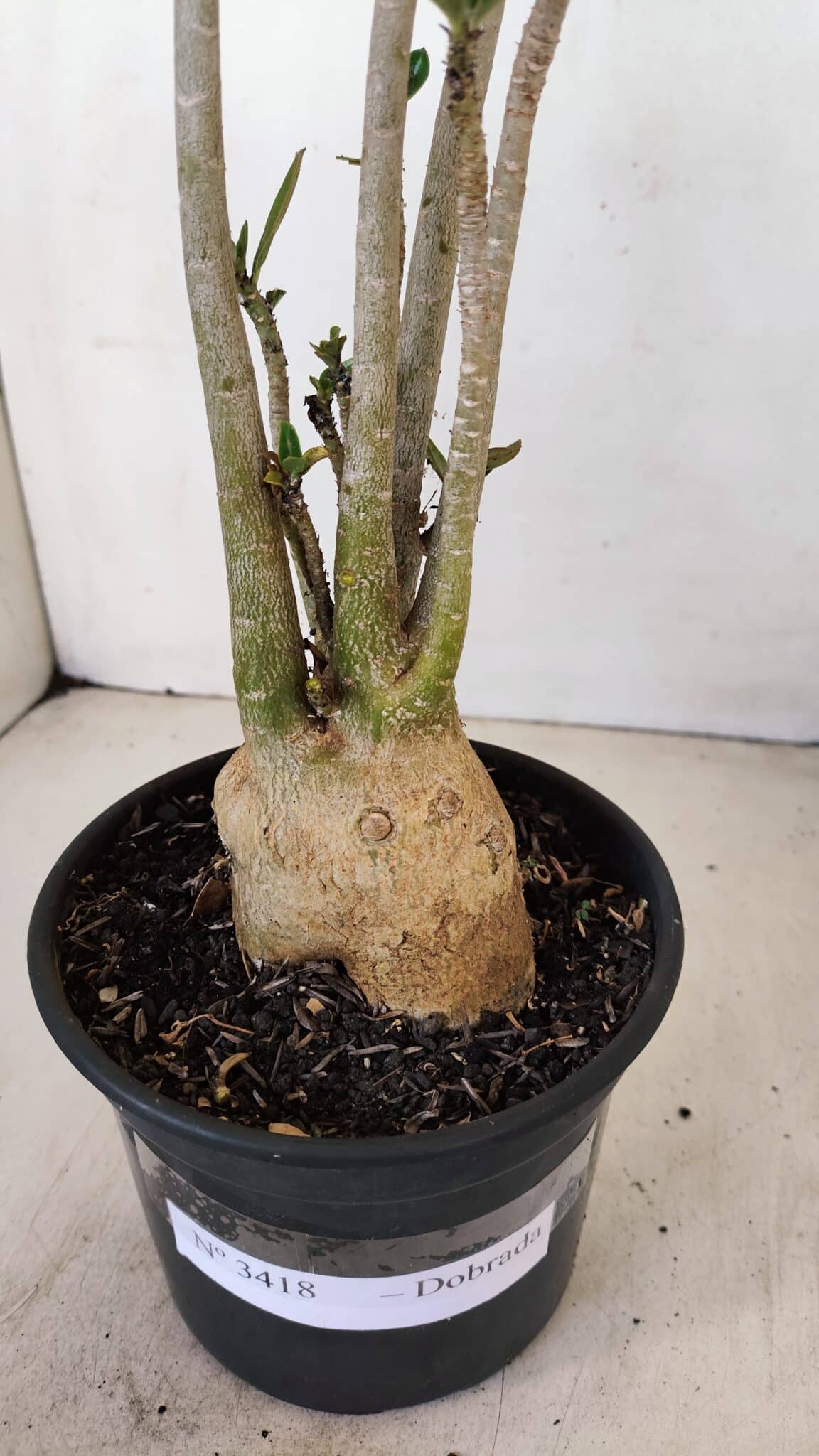 Planta Dobrada 3418 – 40cm – 04 anos - foto 8