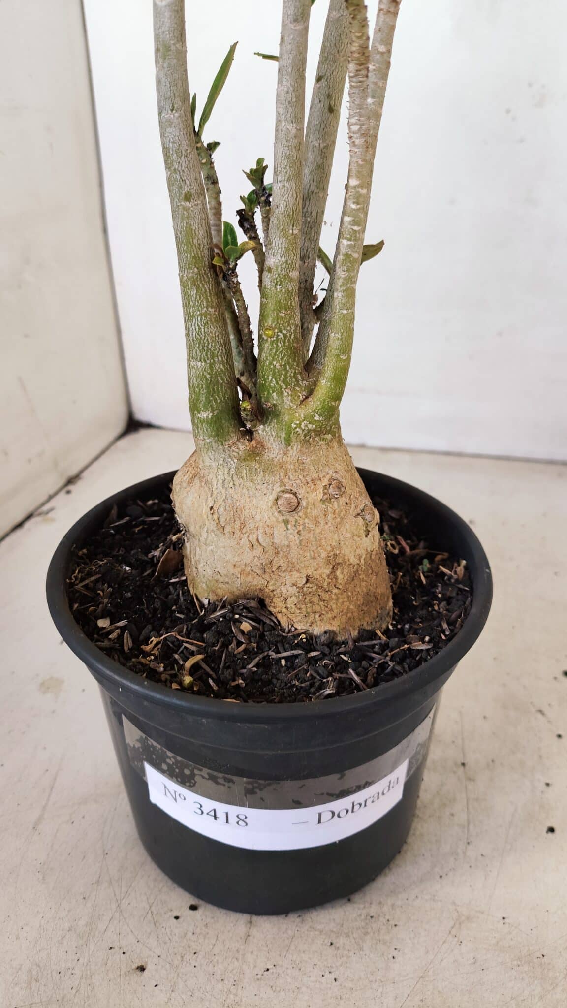 Planta Dobrada 3418 – 40cm – 04 anos - foto 7