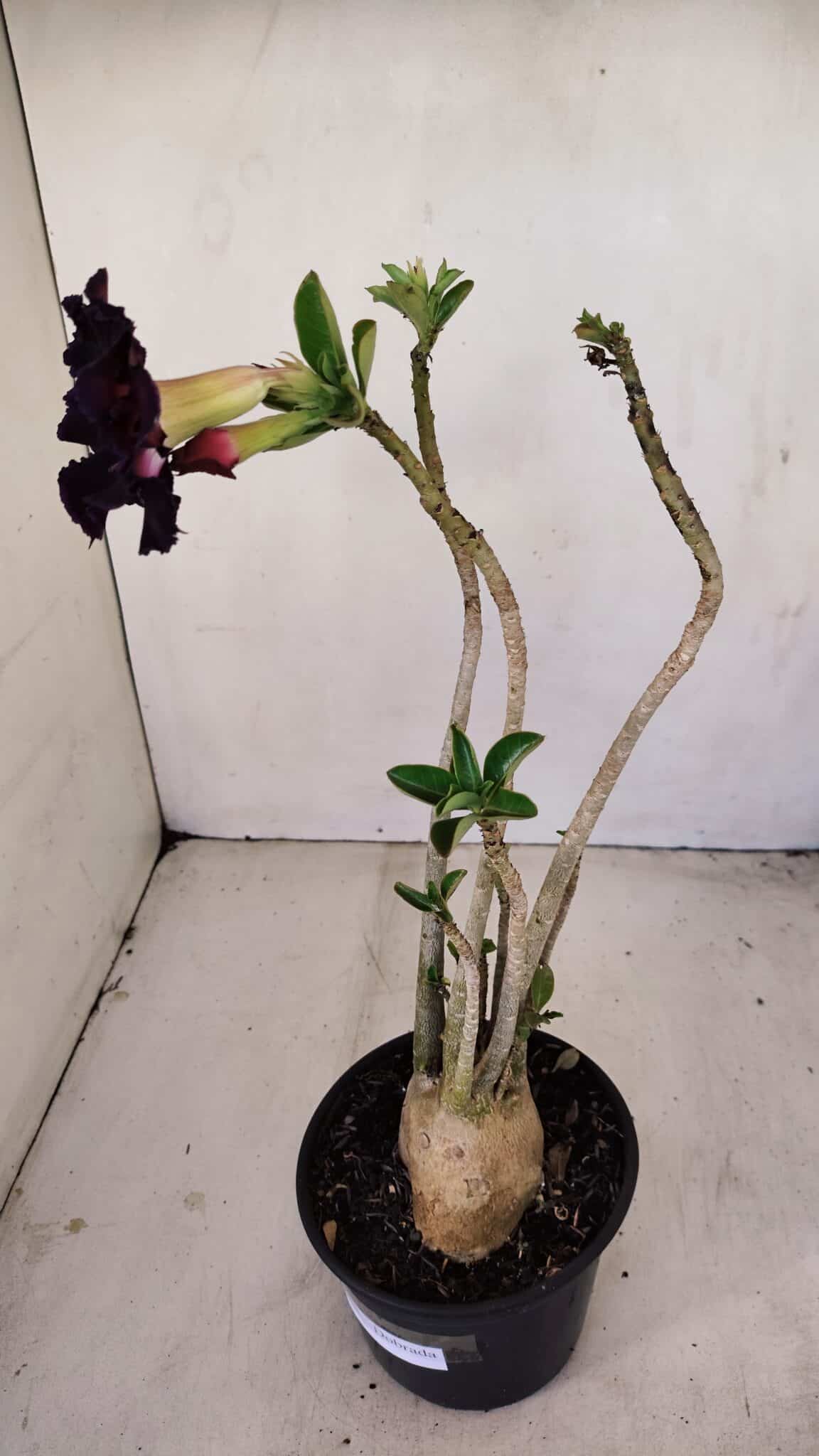 Planta Dobrada 3418 – 40cm – 04 anos - foto 6