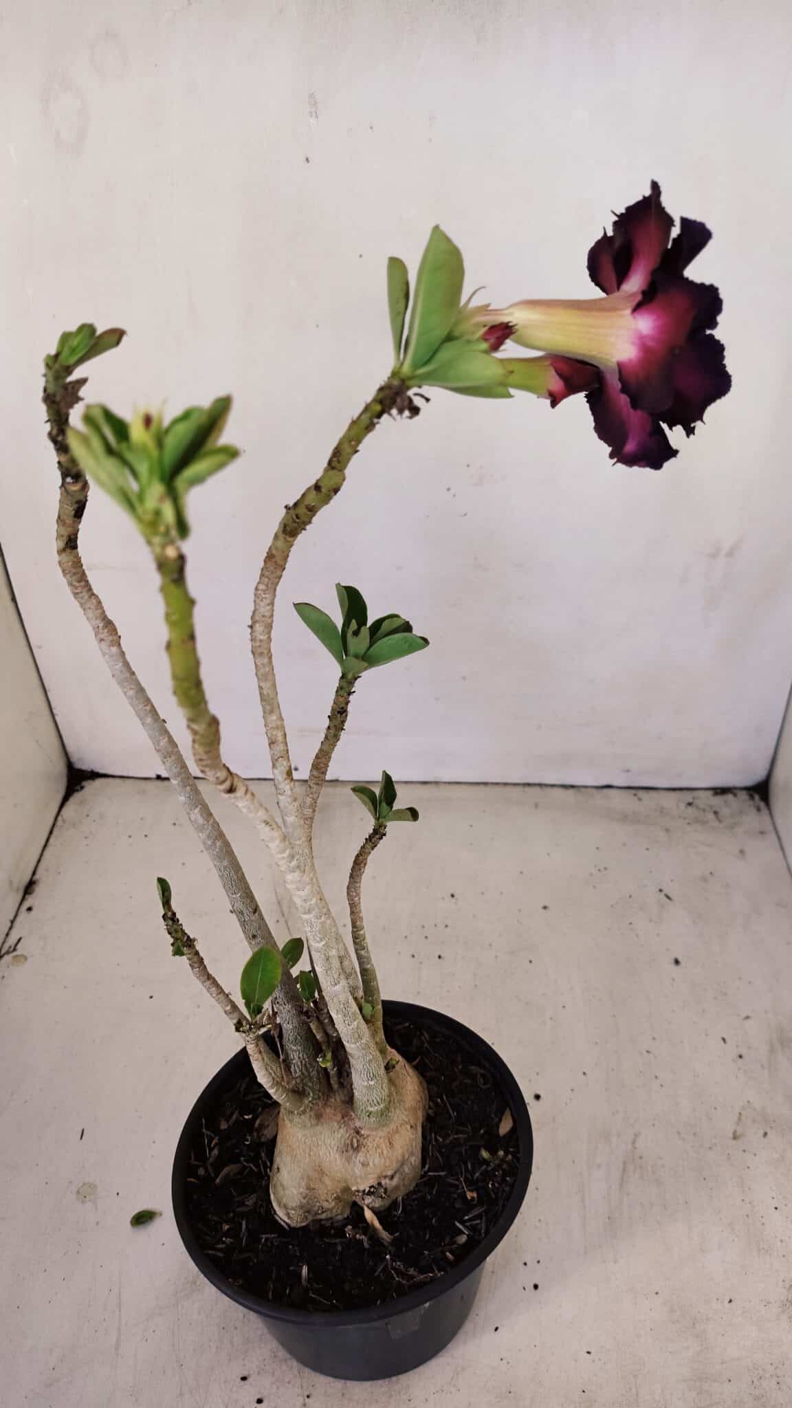 Planta Dobrada 3418 – 40cm – 04 anos - foto 5