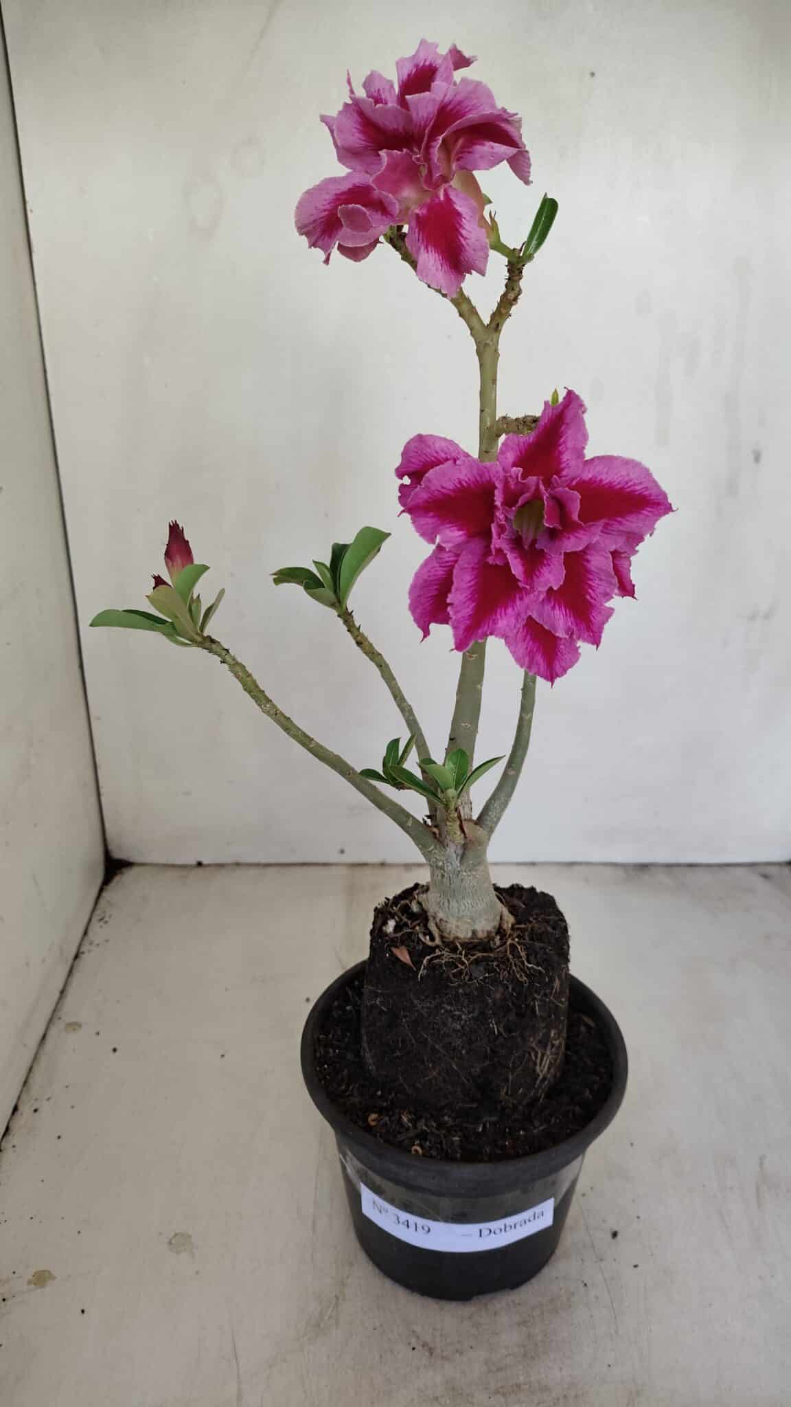 Planta Dobrada 3419 – 35cm – 03 anos - foto 2