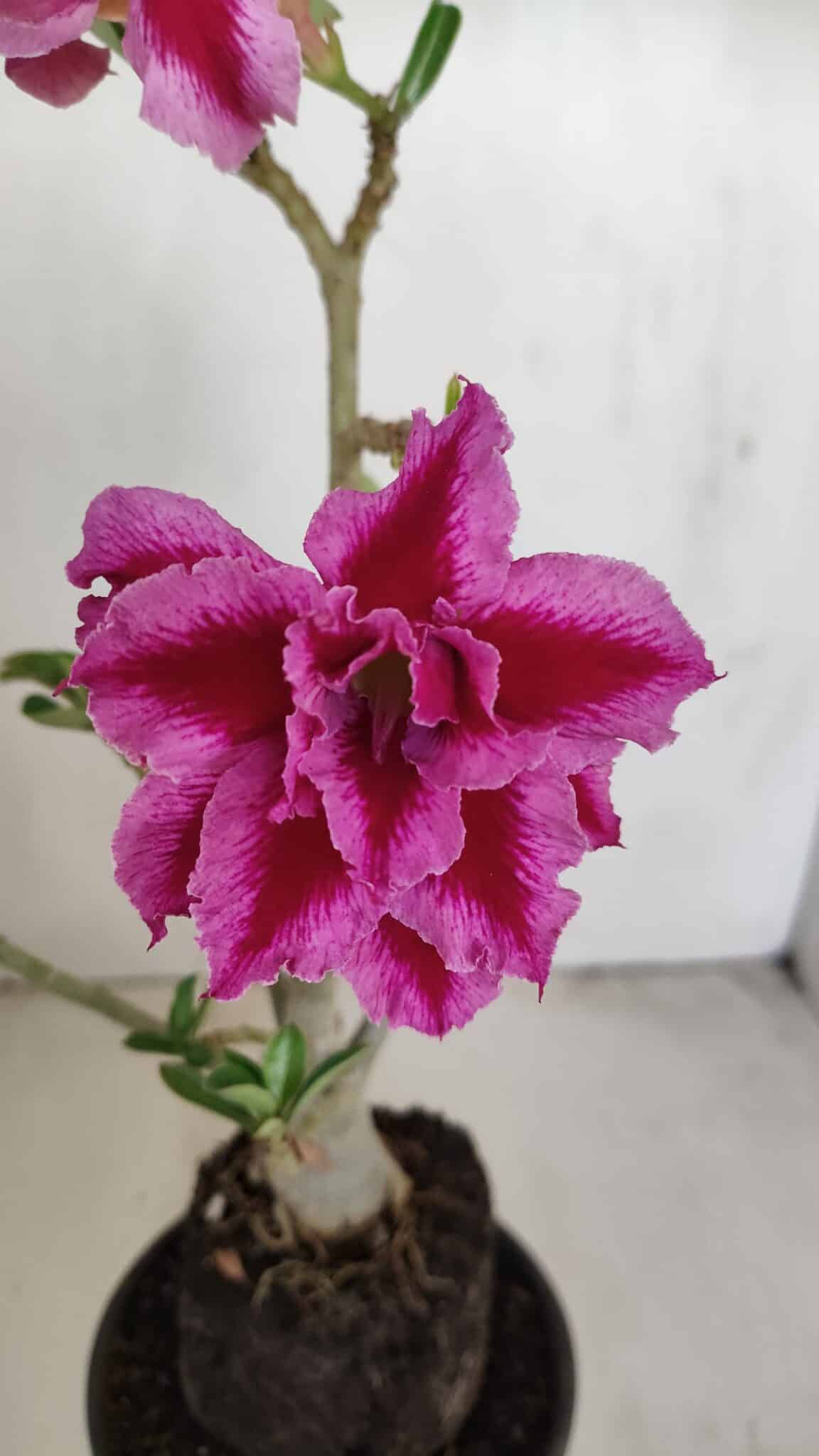 Planta Dobrada 3419 – 35cm – 03 anos - foto 3