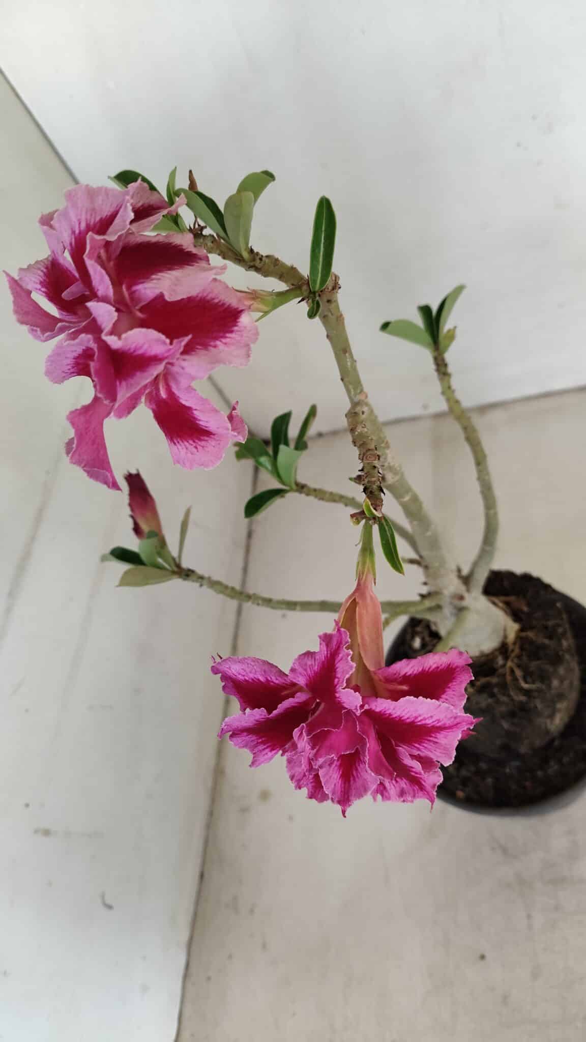 Planta Dobrada 3419 – 35cm – 03 anos - foto 4