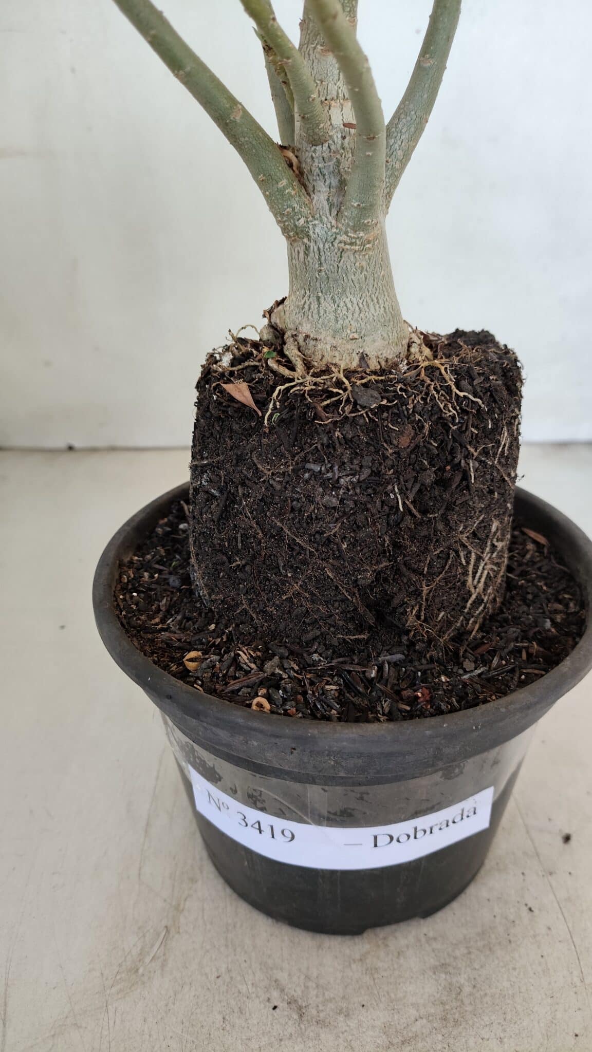 Planta Dobrada 3419 – 35cm – 03 anos - foto 7