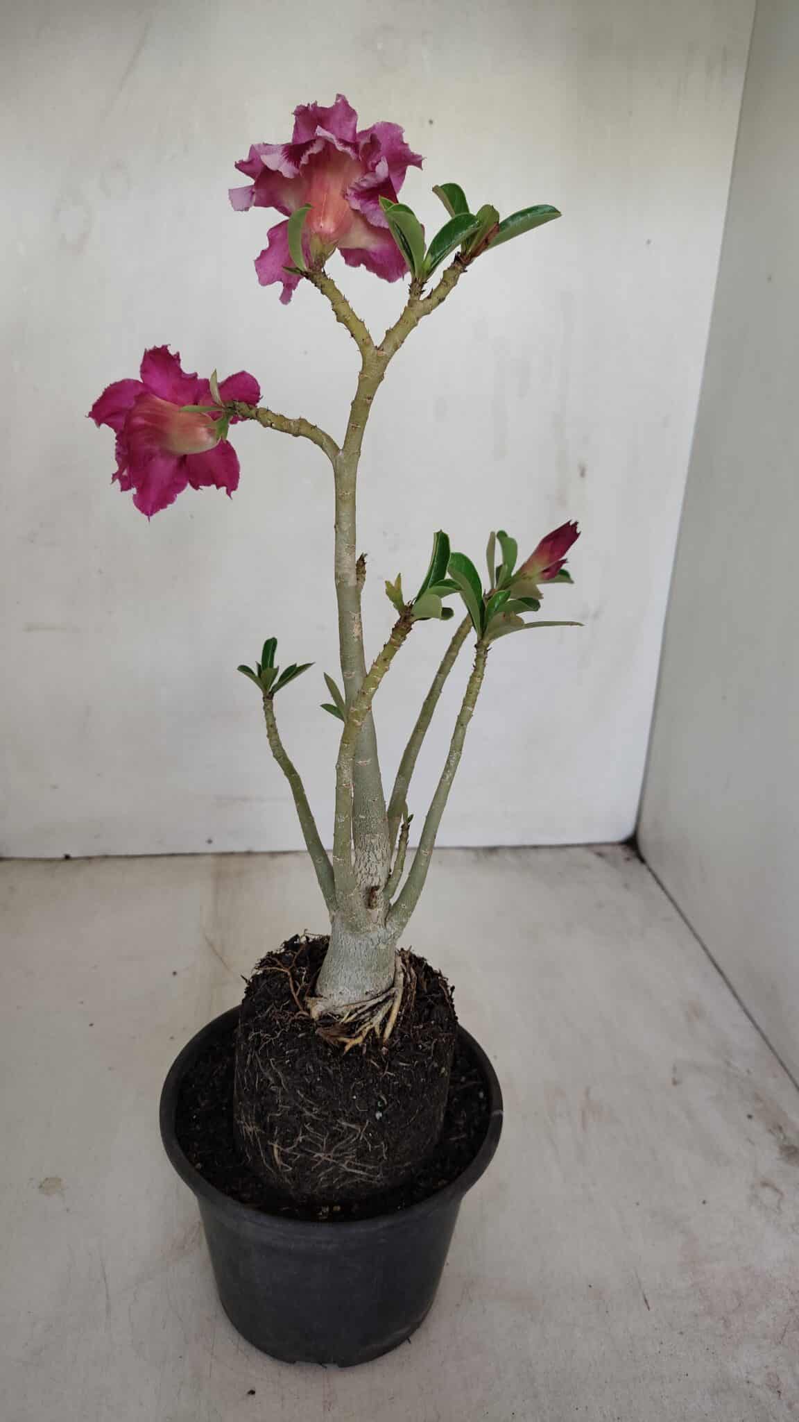 Planta Dobrada 3419 – 35cm – 03 anos - foto 6