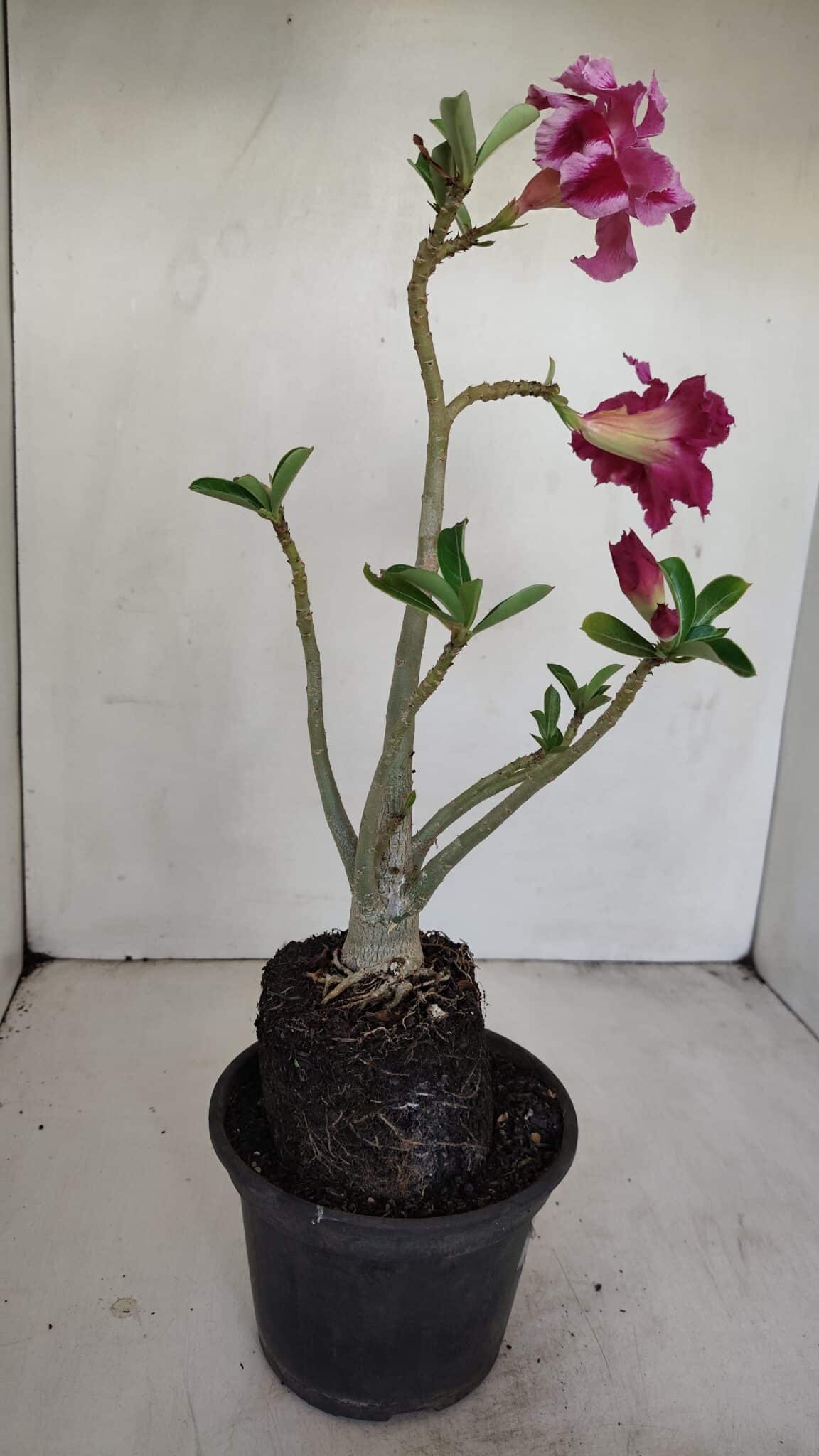 Planta Dobrada 3419 – 35cm – 03 anos - foto 5