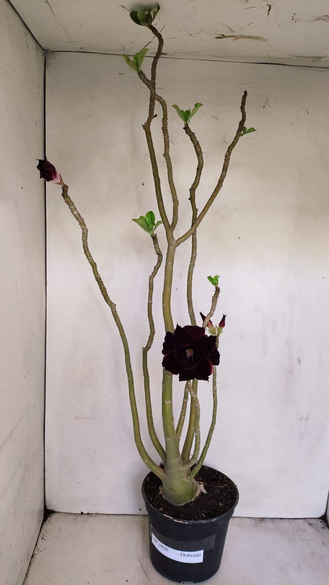 Planta Dobrada 3420 – 40cm – 03 anos - foto 2