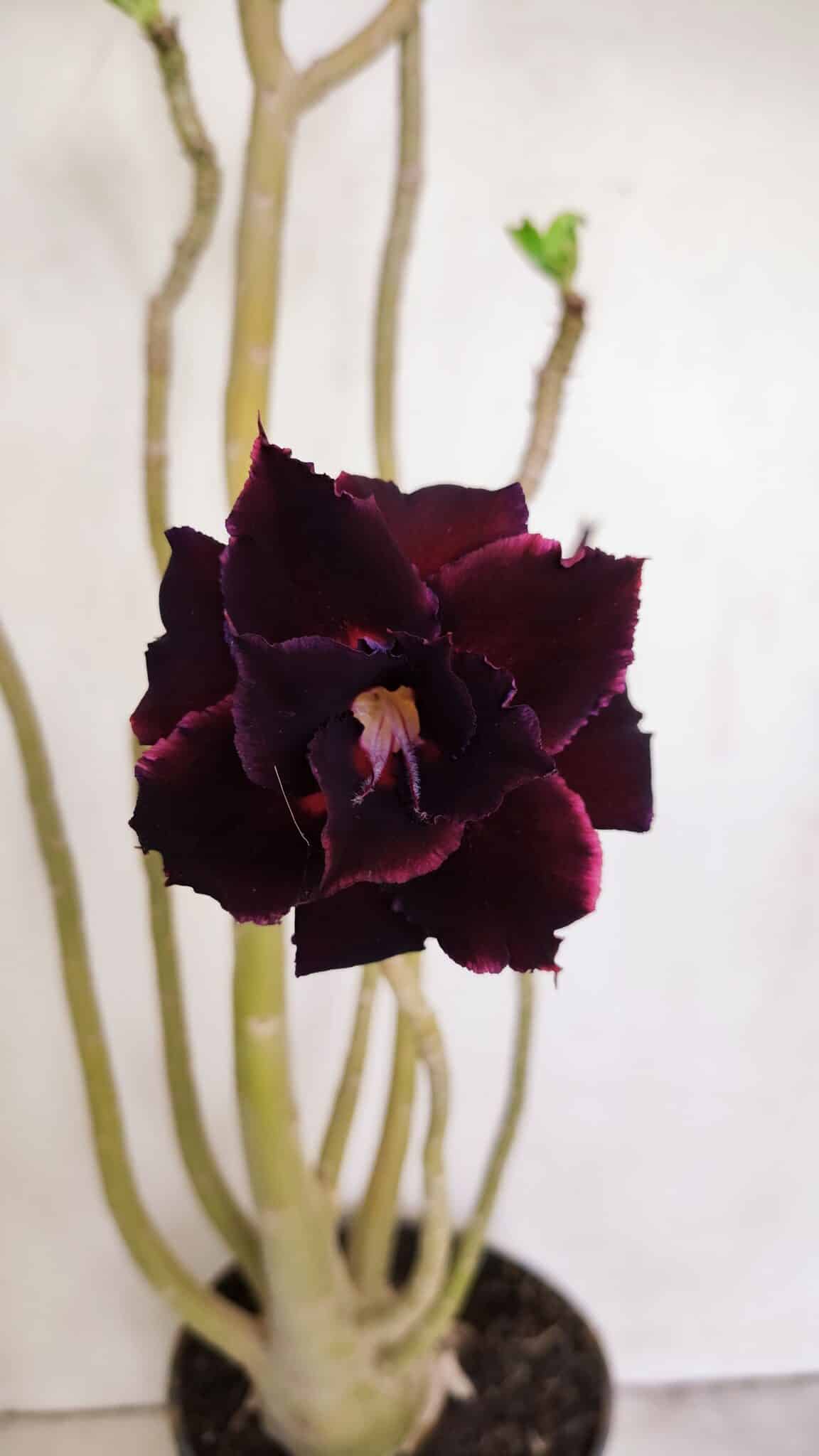 Planta Dobrada 3420 – 40cm – 03 anos - foto 3