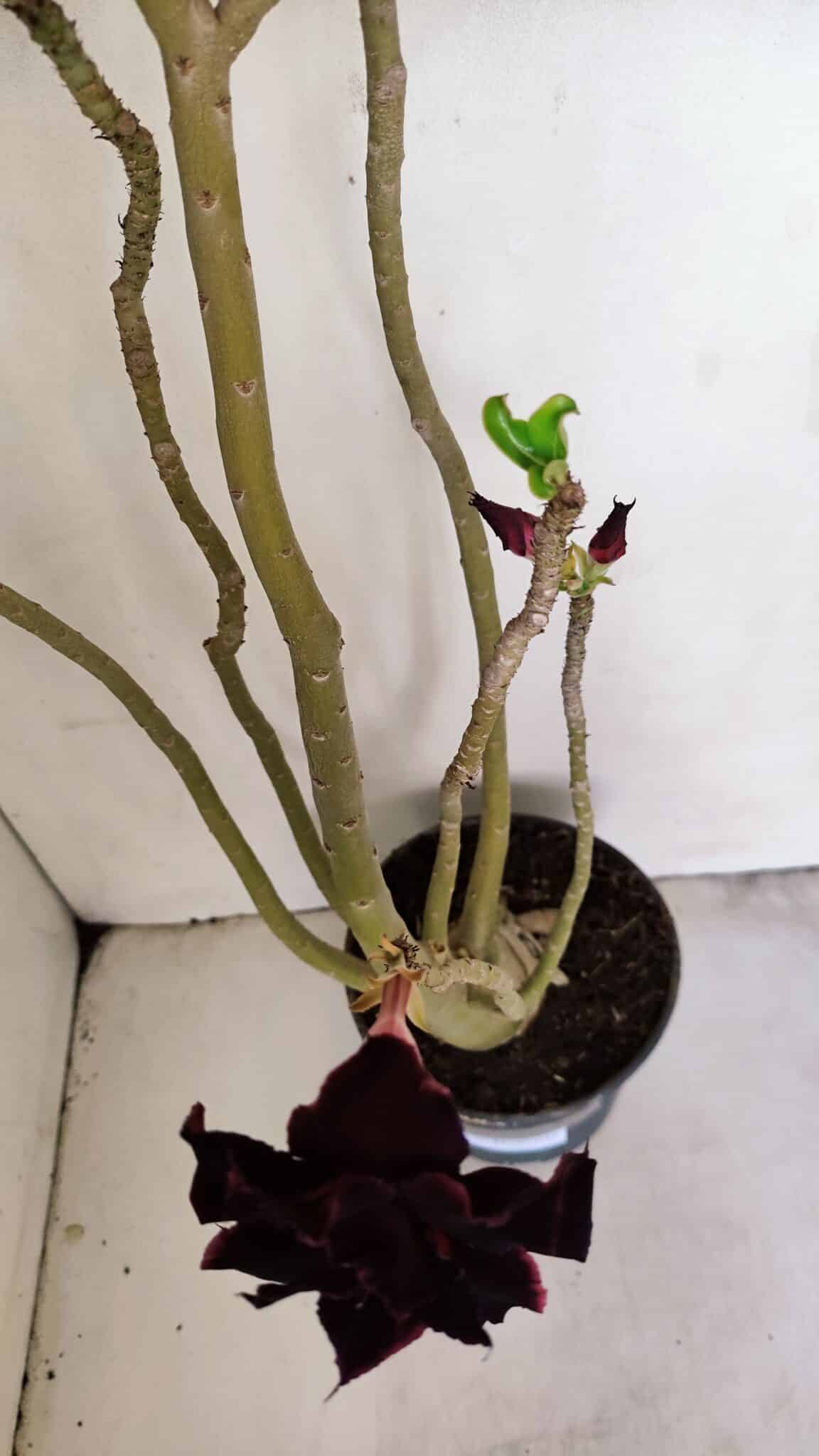 Planta Dobrada 3420 – 40cm – 03 anos - foto 8