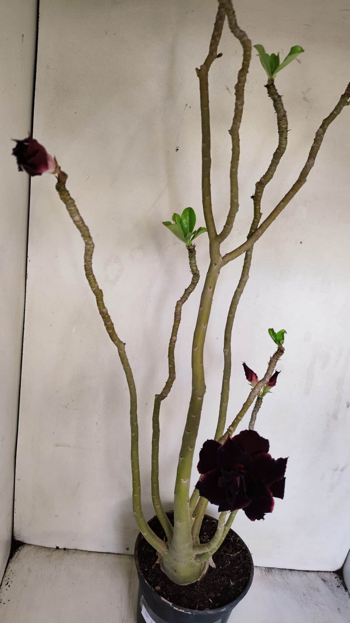 Planta Dobrada 3420 – 40cm – 03 anos - foto 7