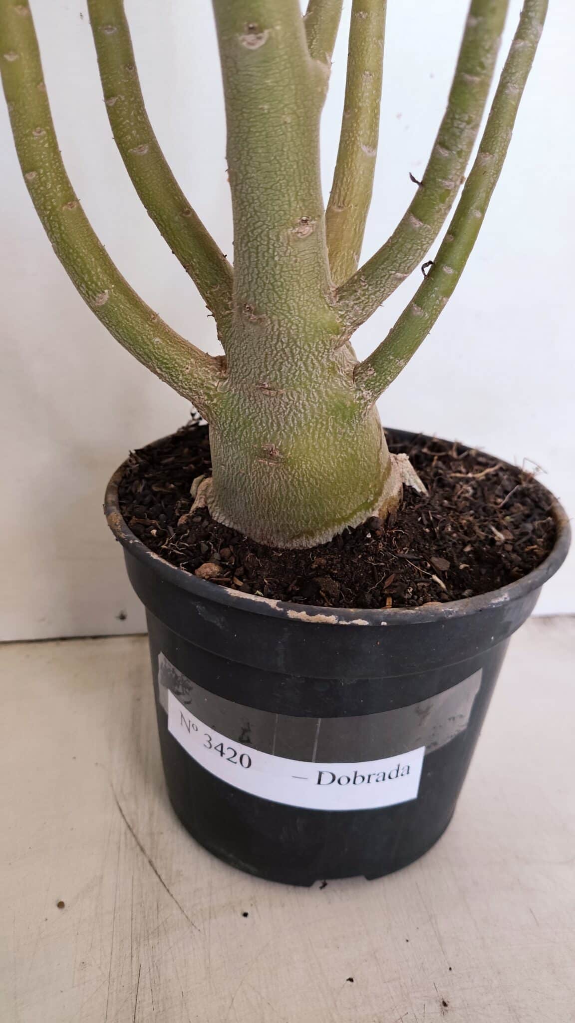 Planta Dobrada 3420 – 40cm – 03 anos - foto 6