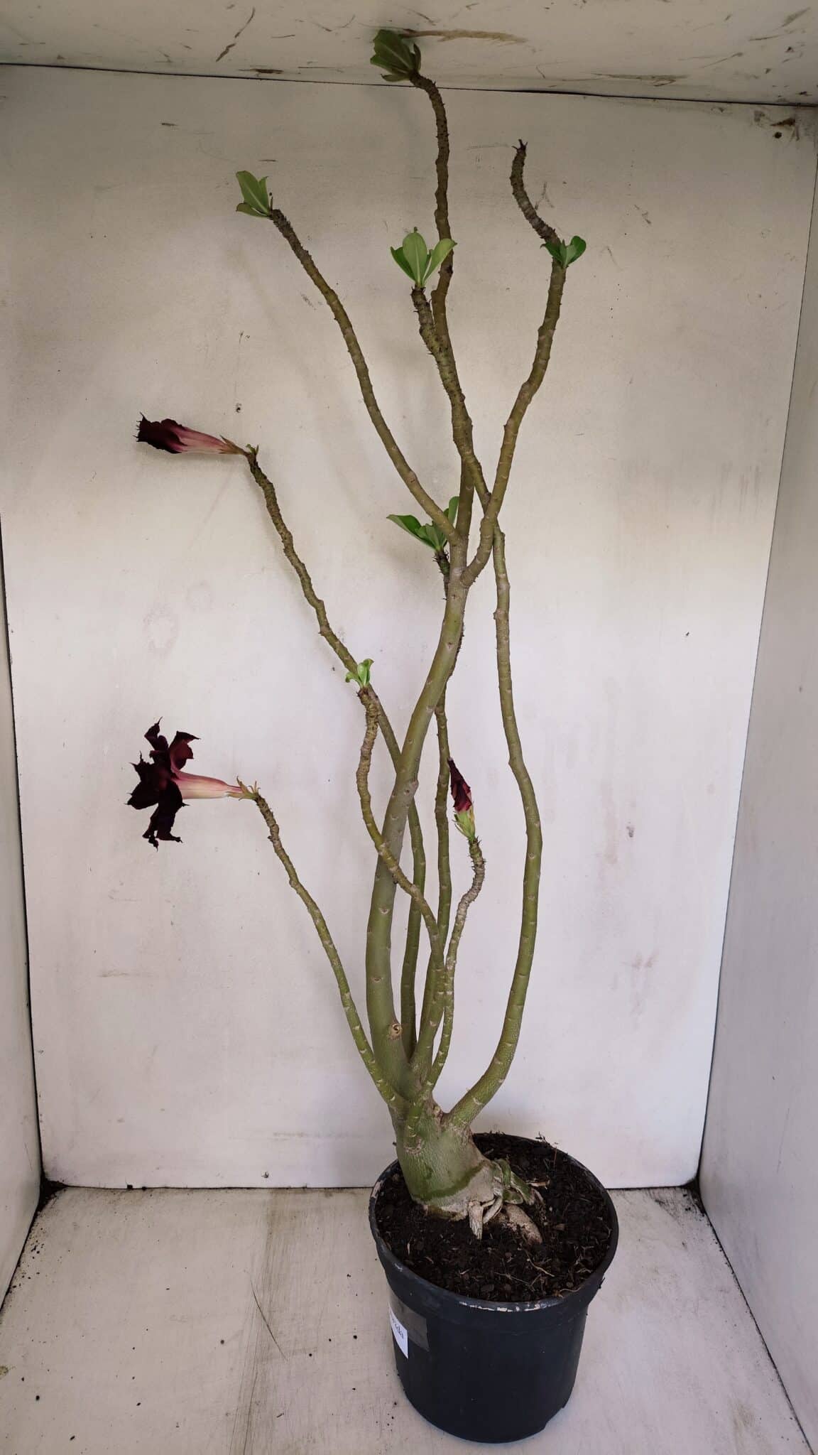 Planta Dobrada 3420 – 40cm – 03 anos - foto 5